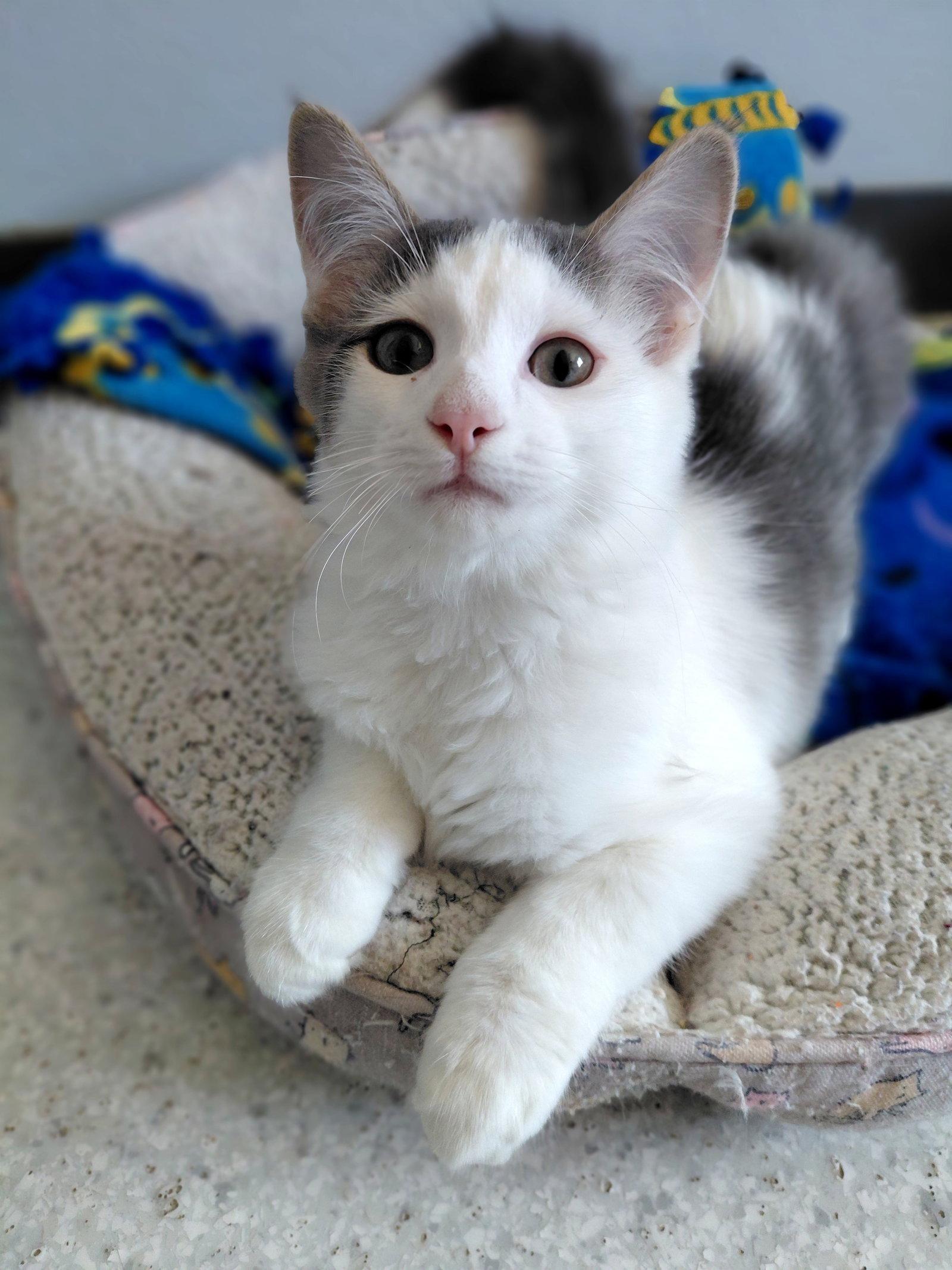 Enlarge Morel @ The Cat's Brew, a Adopted Domestic Medium Hair in Montello, WI image 2/3
