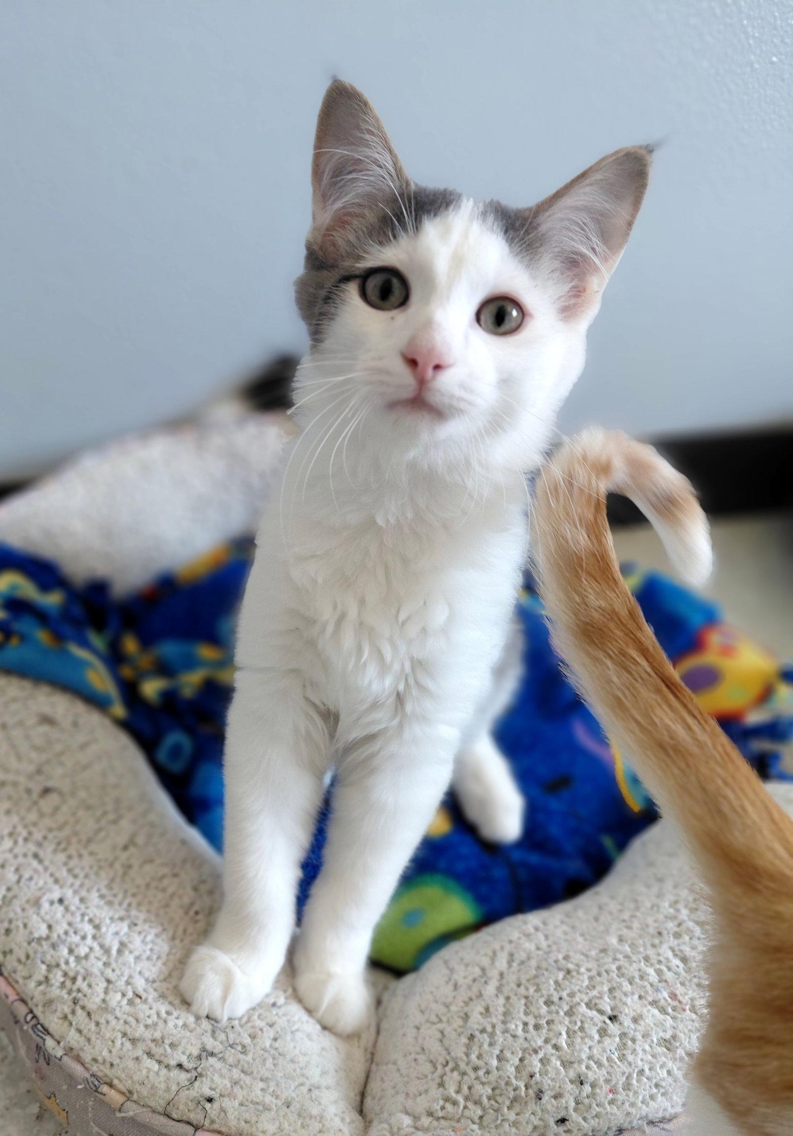 Enlarge Morel @ The Cat's Brew, a Adopted Domestic Medium Hair in Montello, WI image 3/3