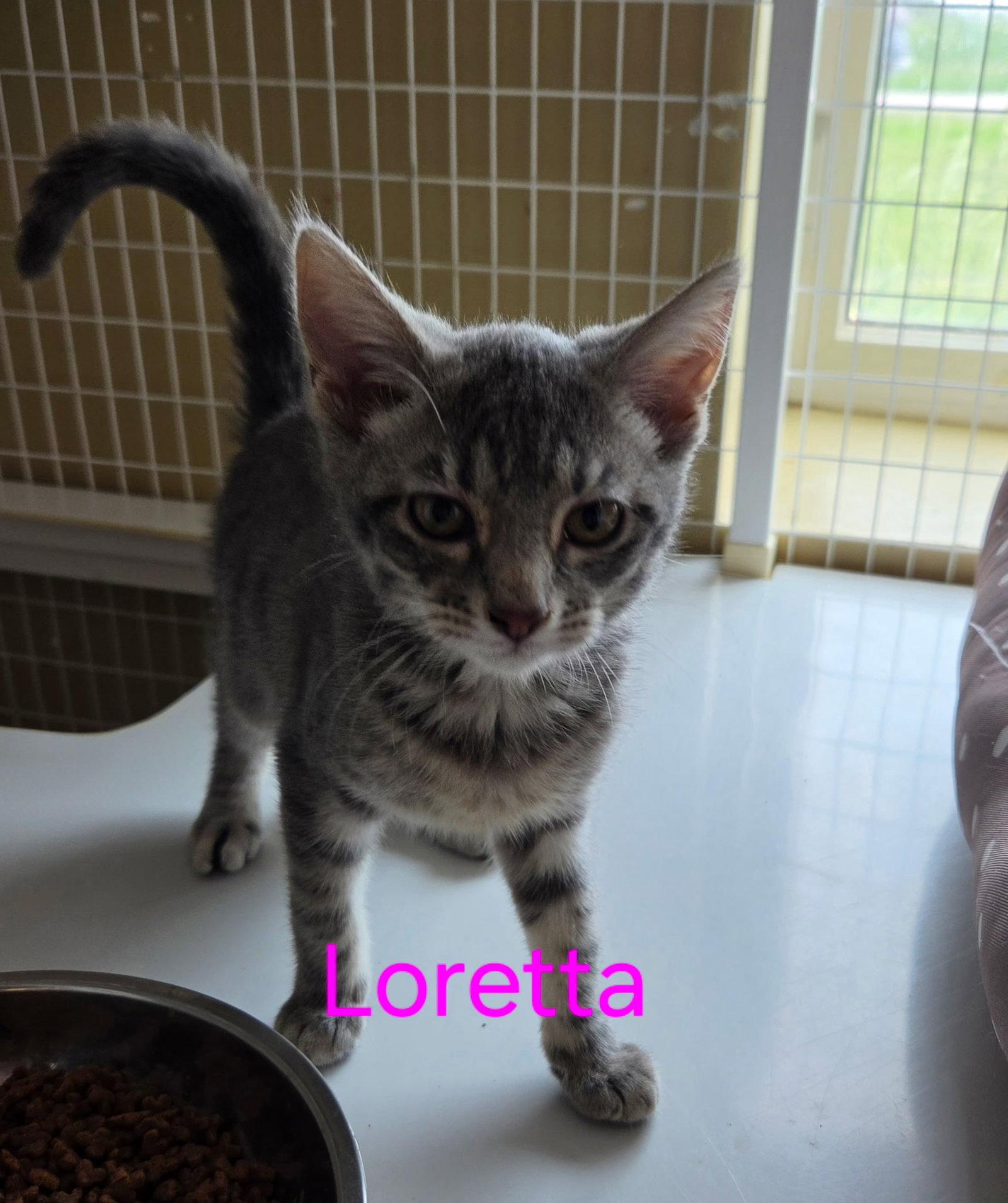 Loretta (Available est 6/19/26), Adoptable, Young Female Domestic Short Hair & Tabby.