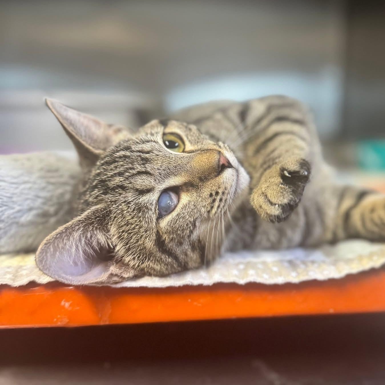 Shelby, ADOPTABLE, Young Female Domestic Short Hair.