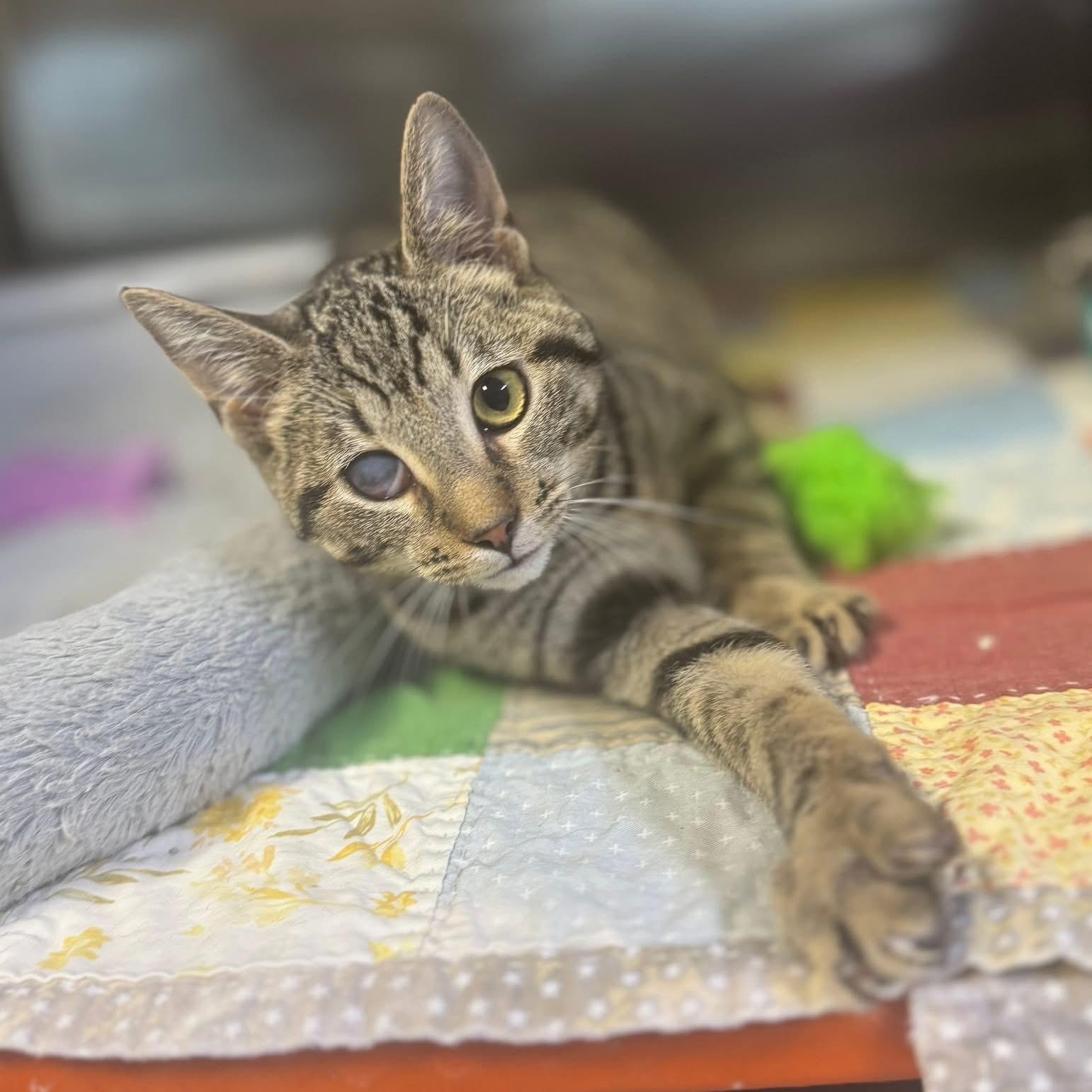 Enlarge Shelby, a ADOPTABLE mixed breed in Henderson, KY image 2/2