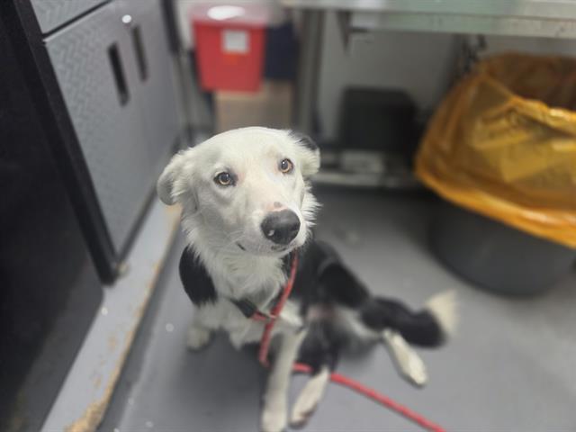 PATRICK, Adoptable, Young Male Border Collie.
