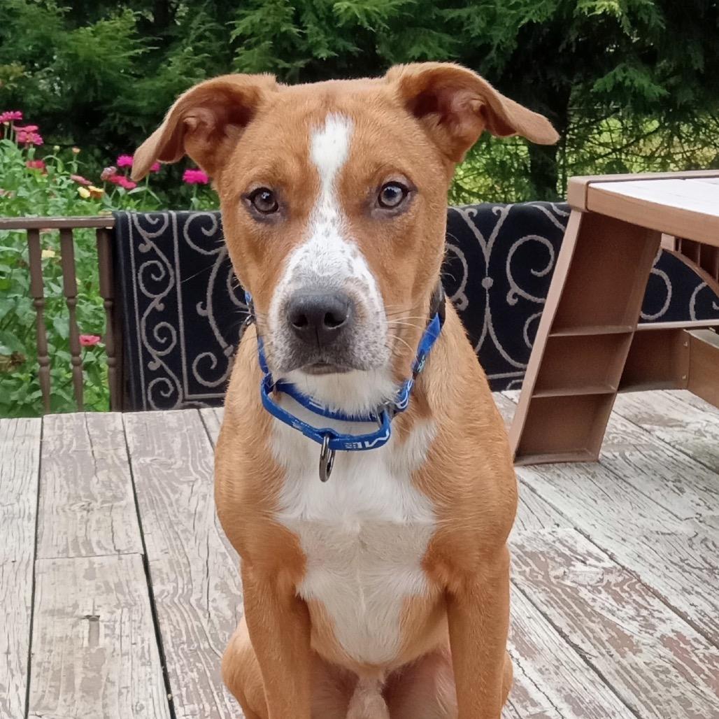Danny, Adoptable, Young Male Catahoula Leopard Dog & Border Collie.