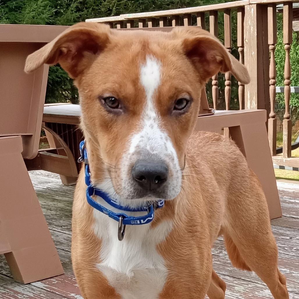 Enlarge Danny, a Adoptable mixed breed in Saratoga Springs, NY image 2/6