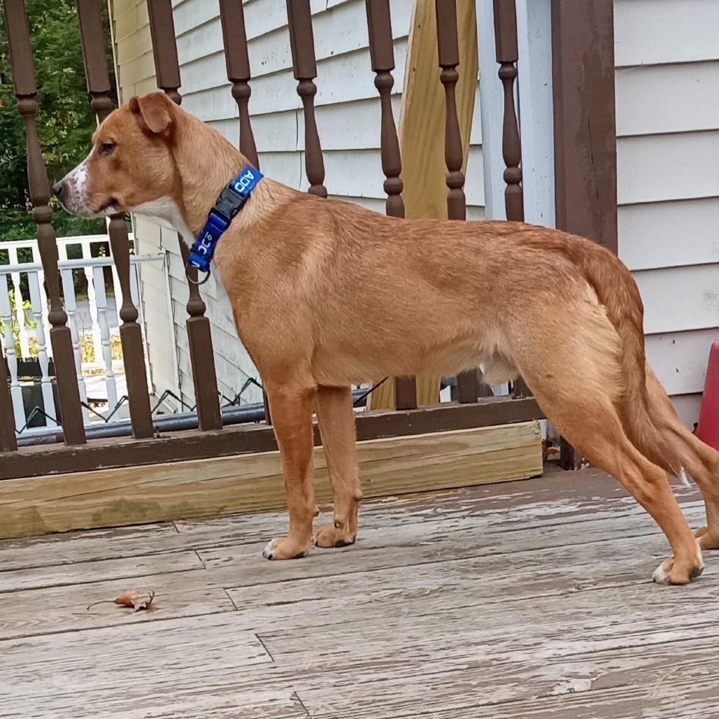 Enlarge Danny, a Adoptable mixed breed in Saratoga Springs, NY image 3/6