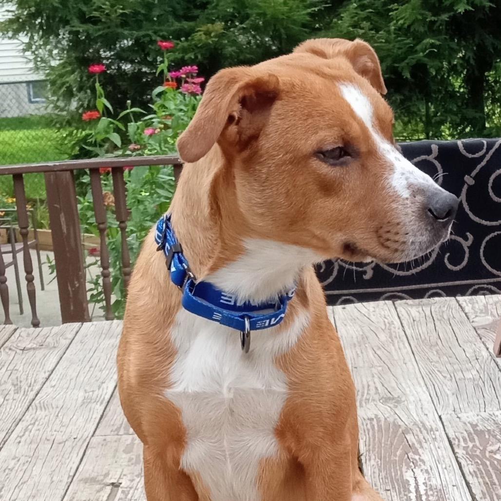 Enlarge Danny, a Adoptable mixed breed in Saratoga Springs, NY image 4/6