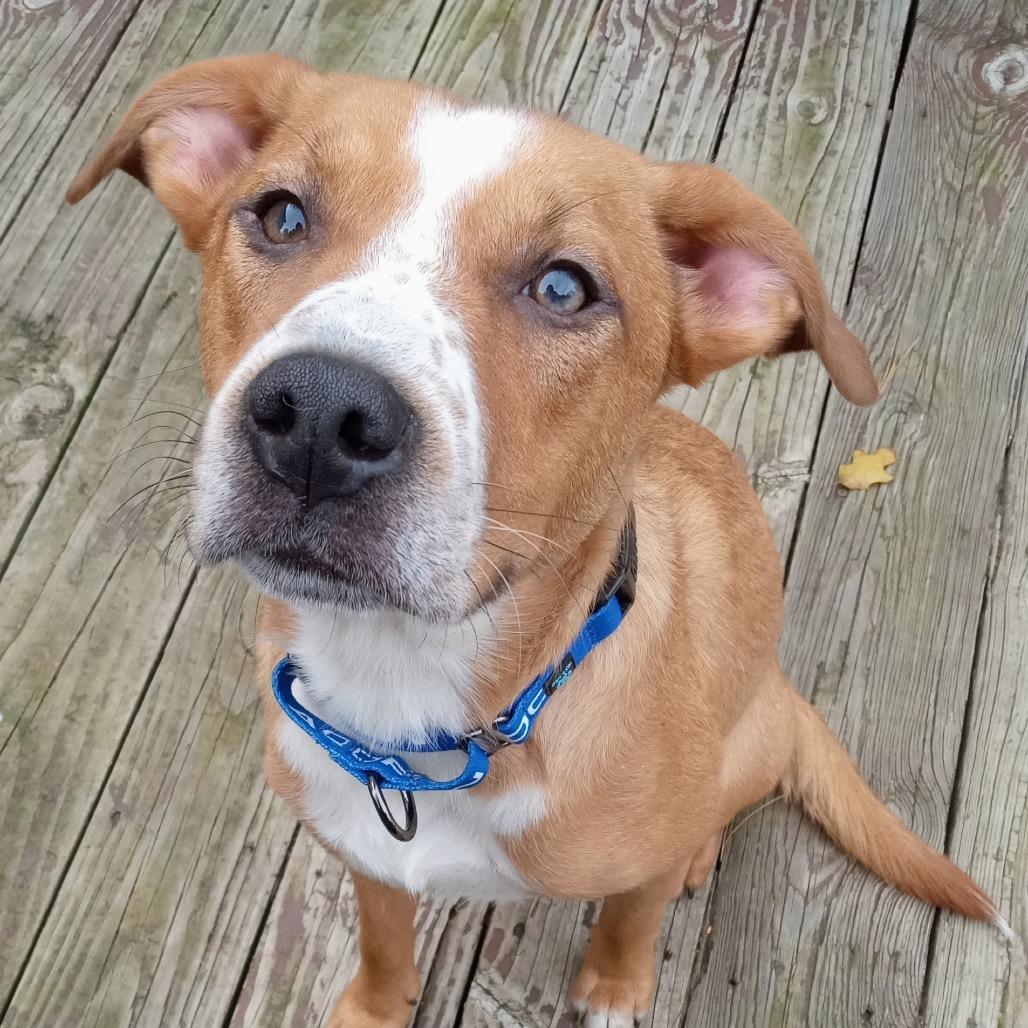 Enlarge Danny, a Adoptable mixed breed in Saratoga Springs, NY image 5/6