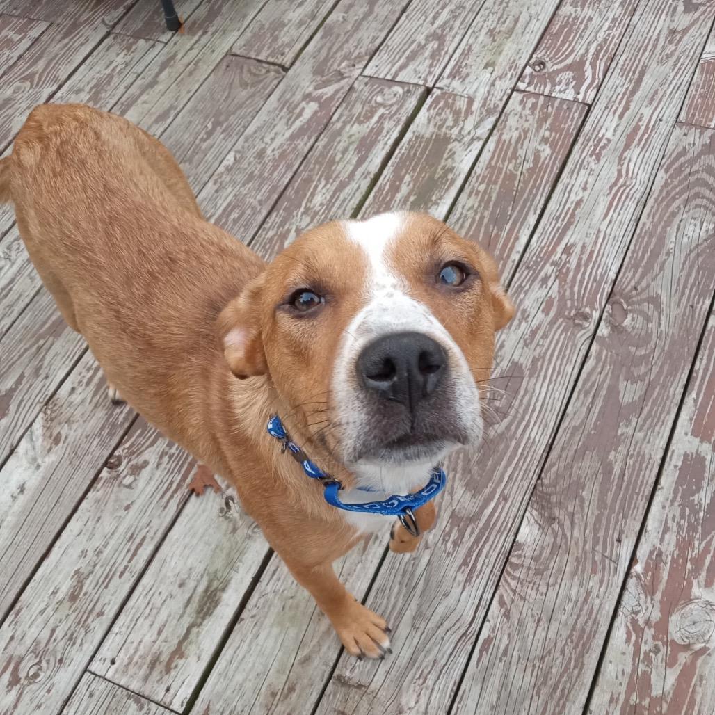 Enlarge Danny, a Adoptable mixed breed in Saratoga Springs, NY image 6/6