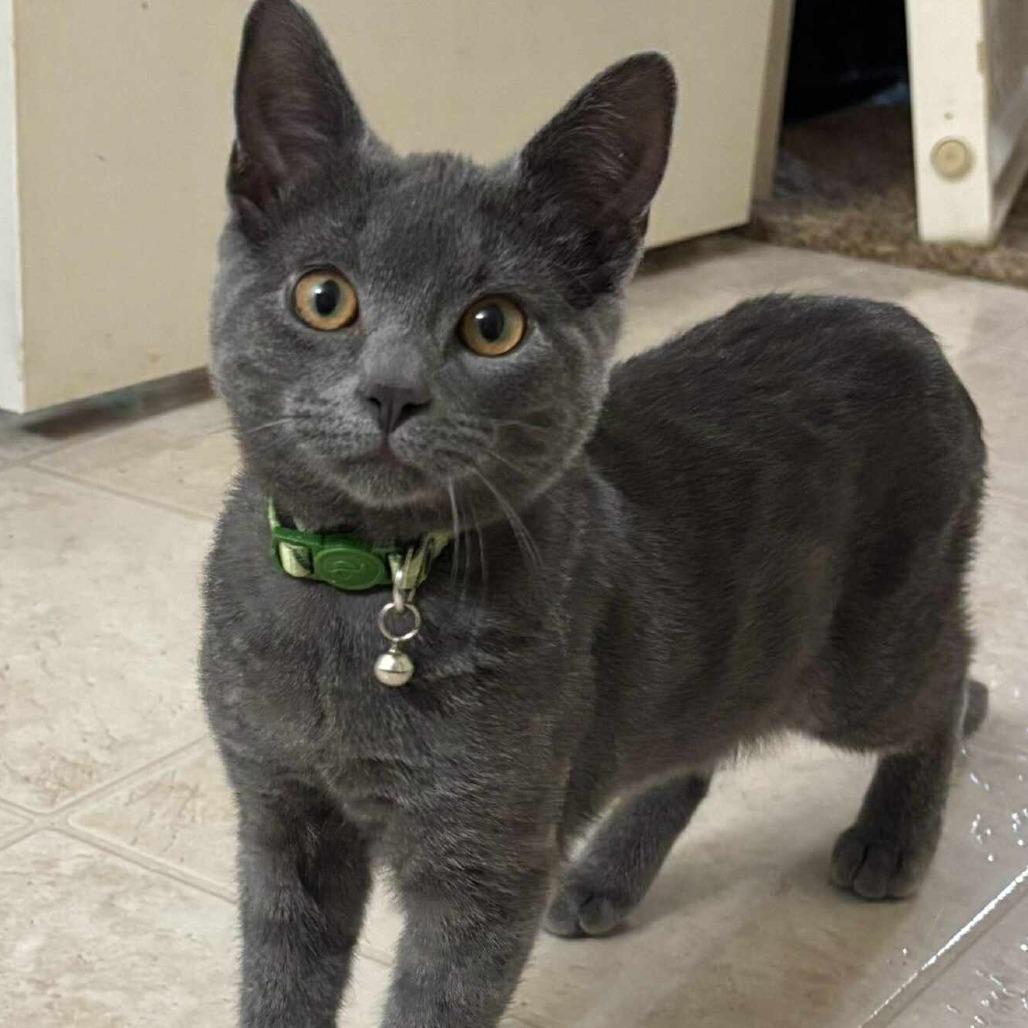 Snoopy Jackson, a Adoptable Domestic Short Hair in Eagle Mountain, UT image 1/2
