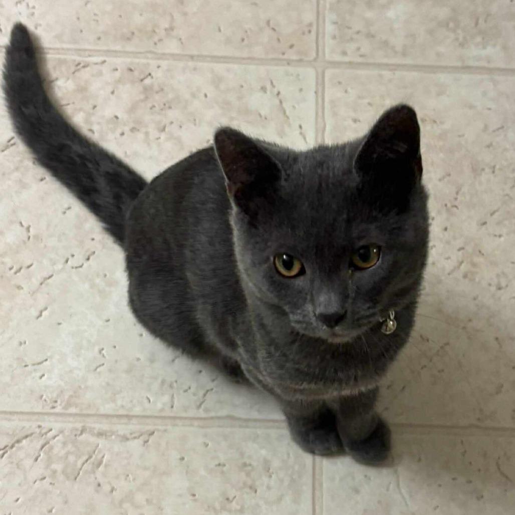 Snoopy Jackson, a Adoptable Domestic Short Hair in Eagle Mountain, UT image 2/2