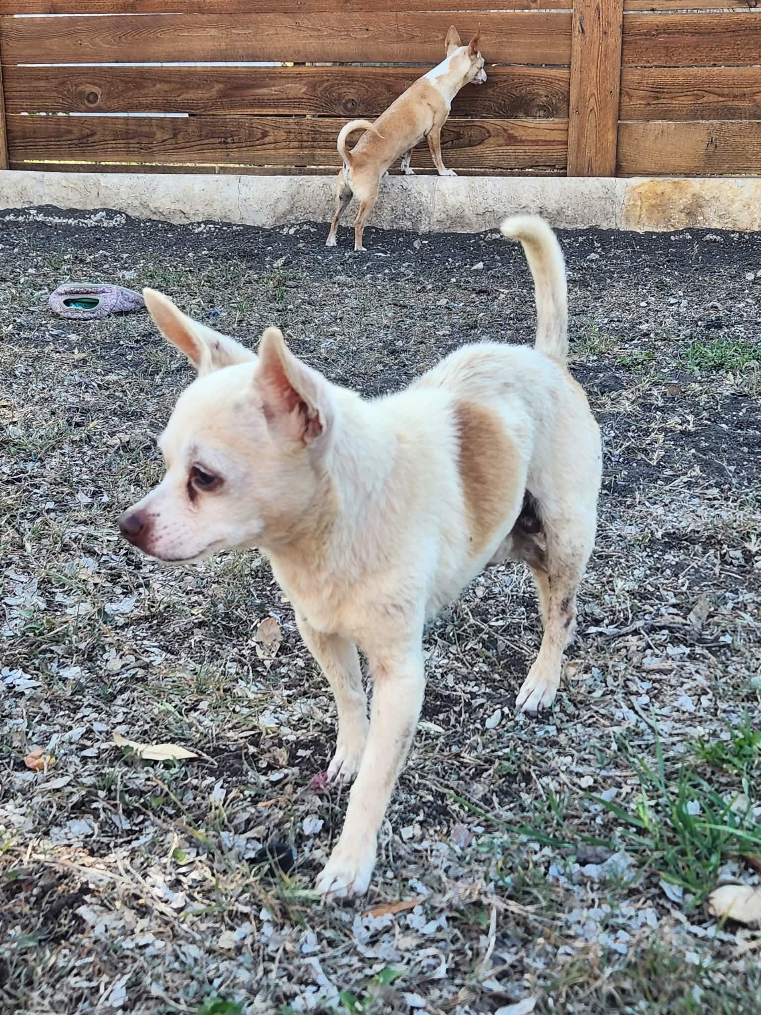 Xavi, Adoptable, Senior Male Chihuahua.