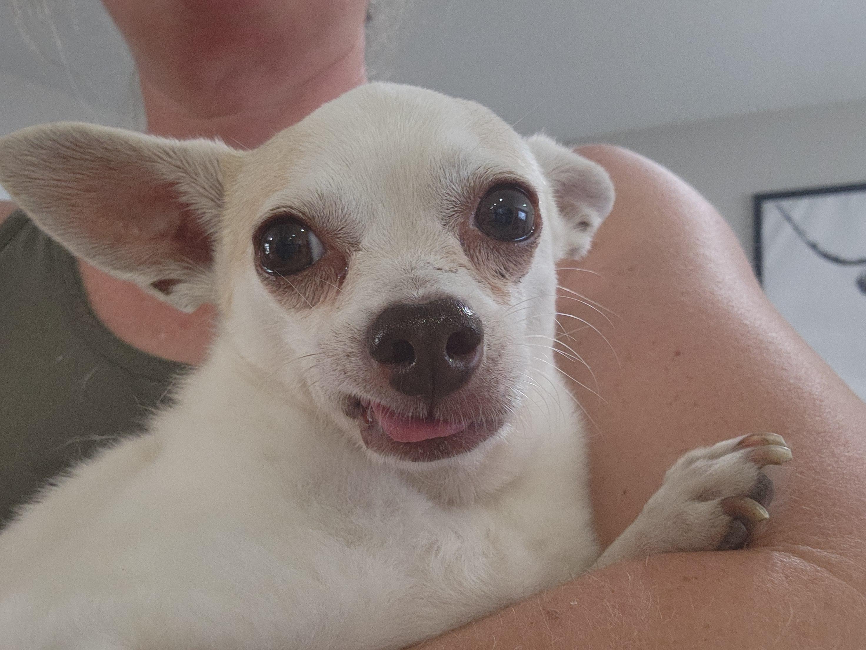Xavi, Adoptable, Senior Male Chihuahua.