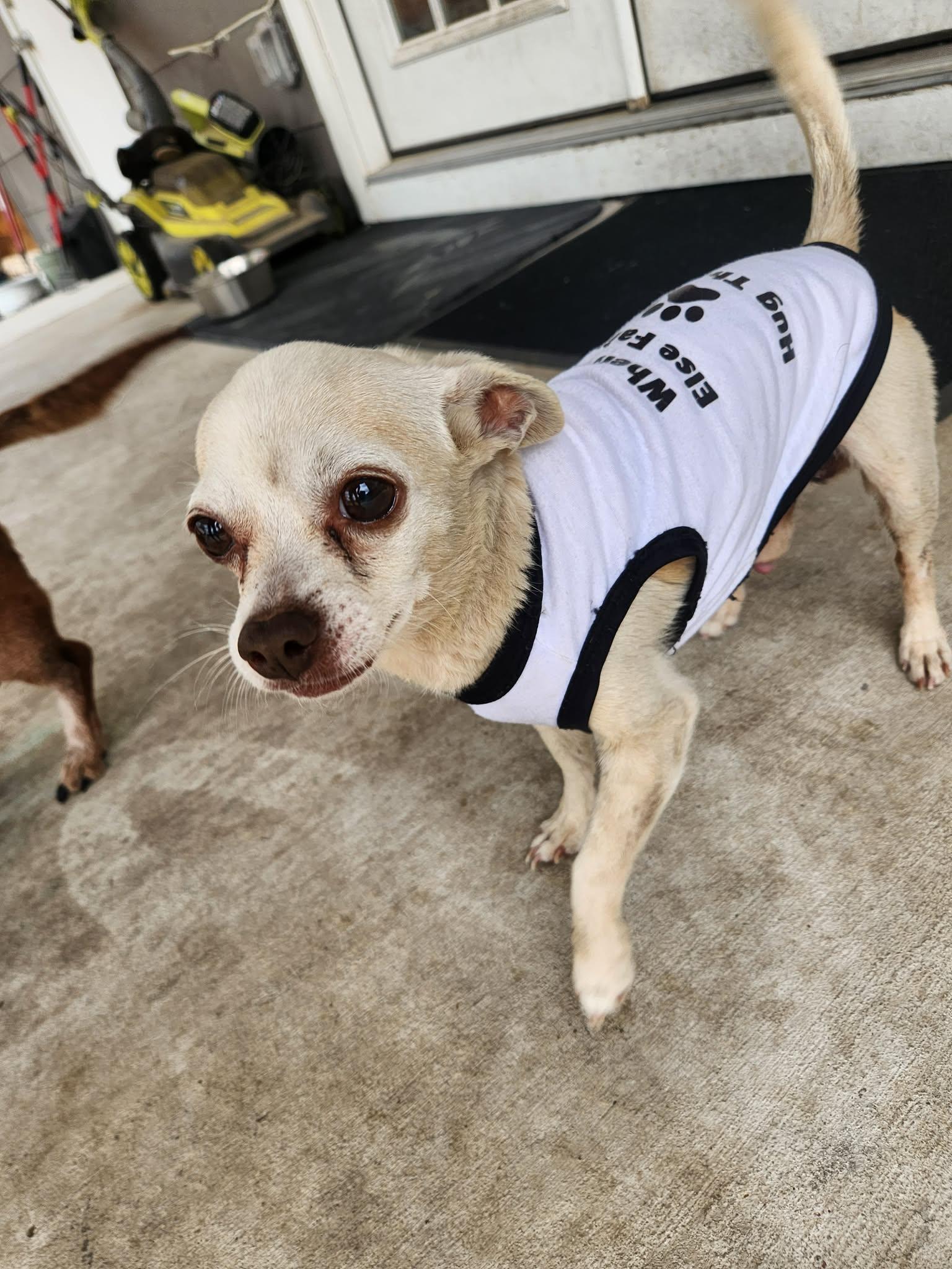 Enlarge Xavi, a Adoptable Chihuahua in Austin, TX image 2/6