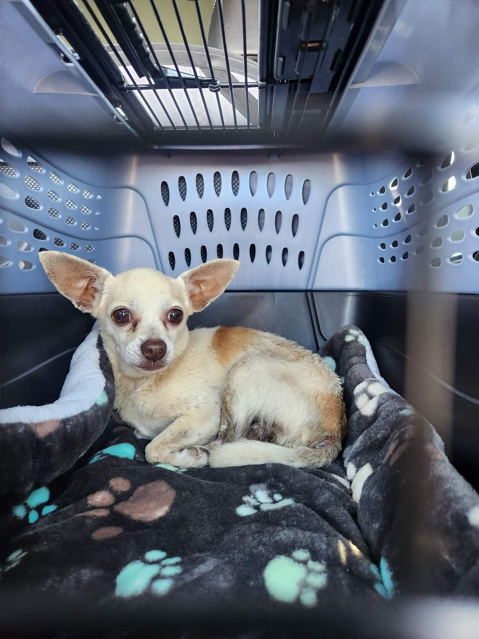 Enlarge Xavi, a Adoptable Chihuahua in Austin, TX image 2/5