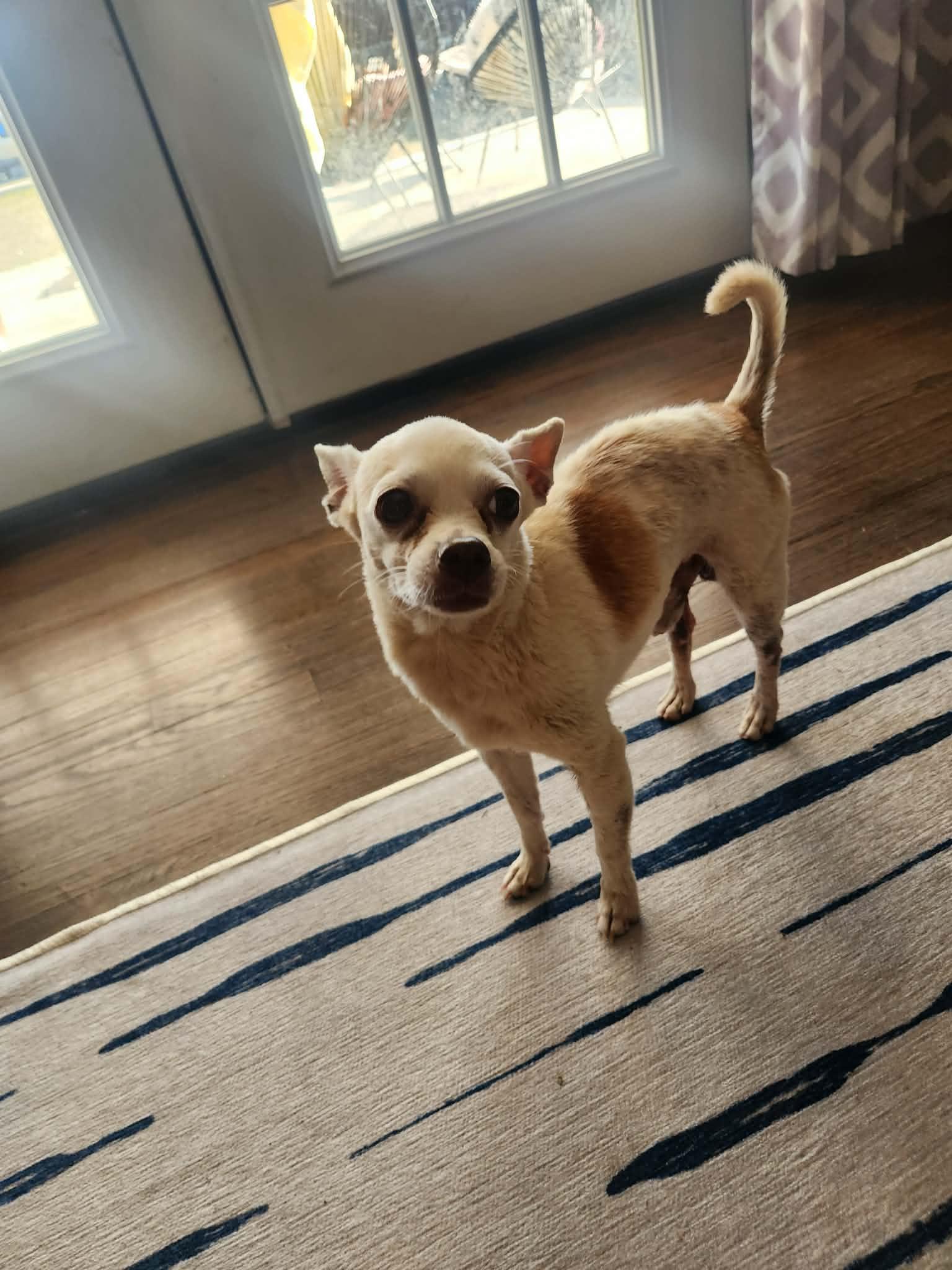 Enlarge Xavi, a Adoptable Chihuahua in Austin, TX image 3/5