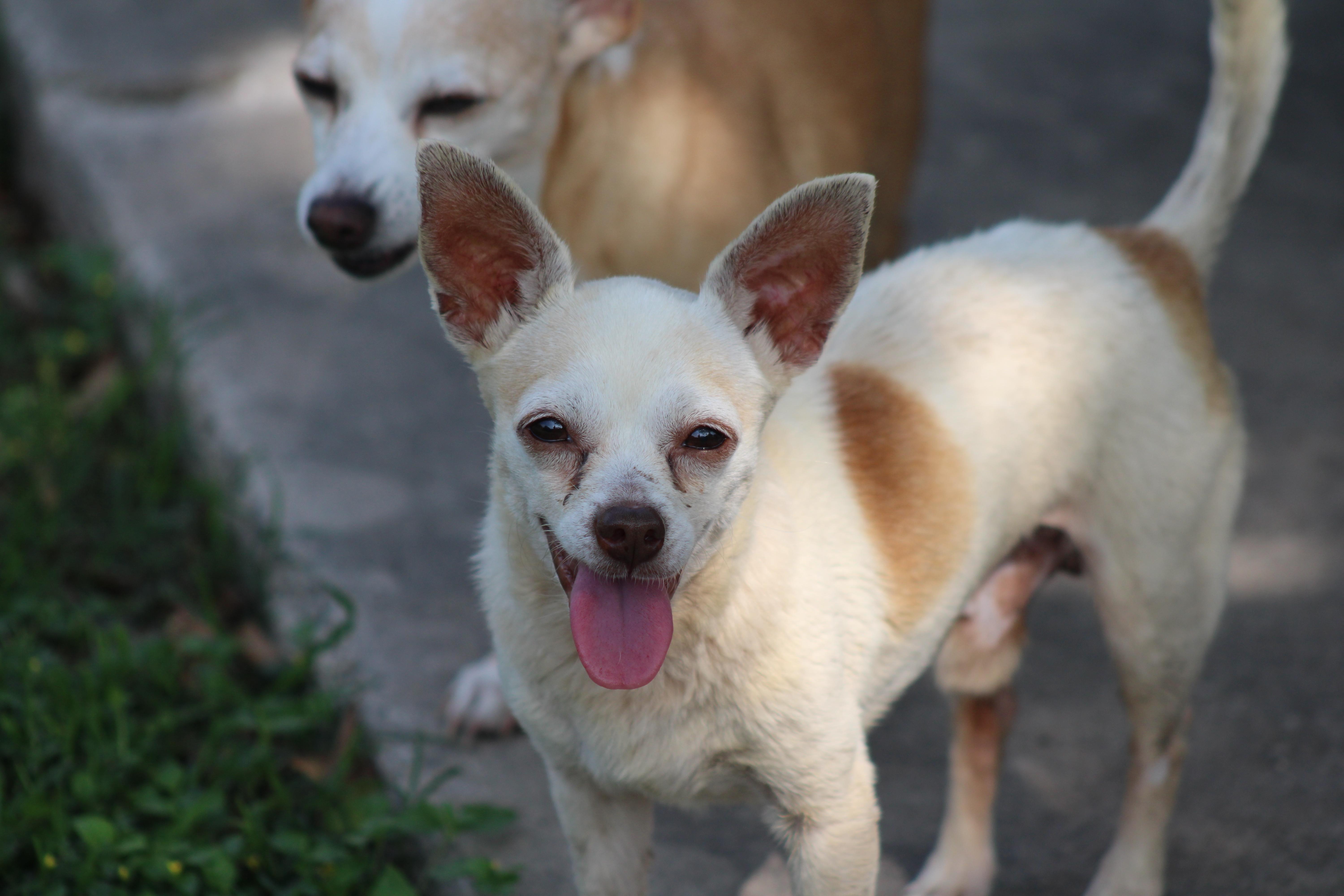 Enlarge Xavi, a Adoptable Chihuahua in Austin, TX image 4/6