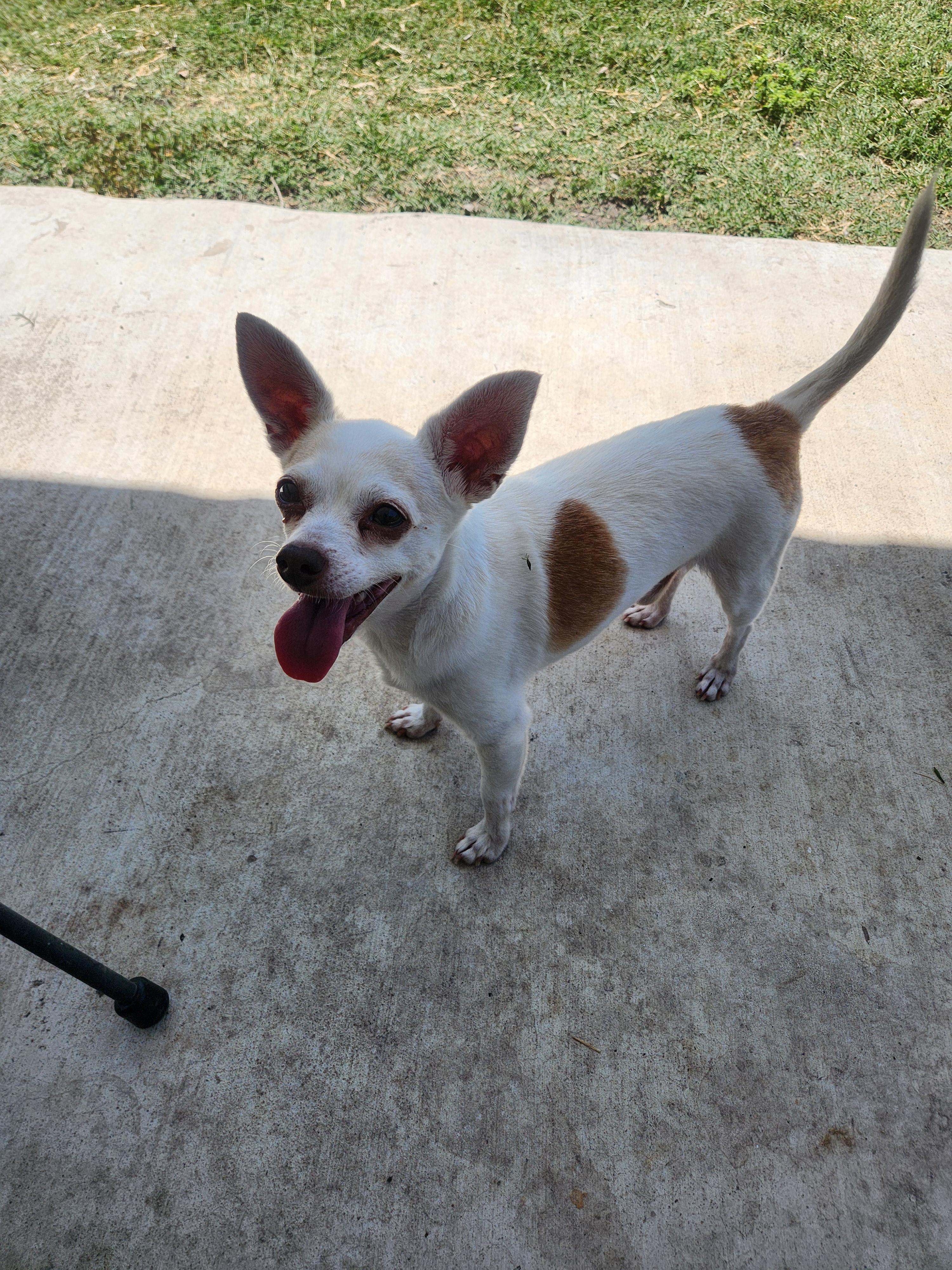 Enlarge Xavi, a Adoptable Chihuahua in Austin, TX image 2/6