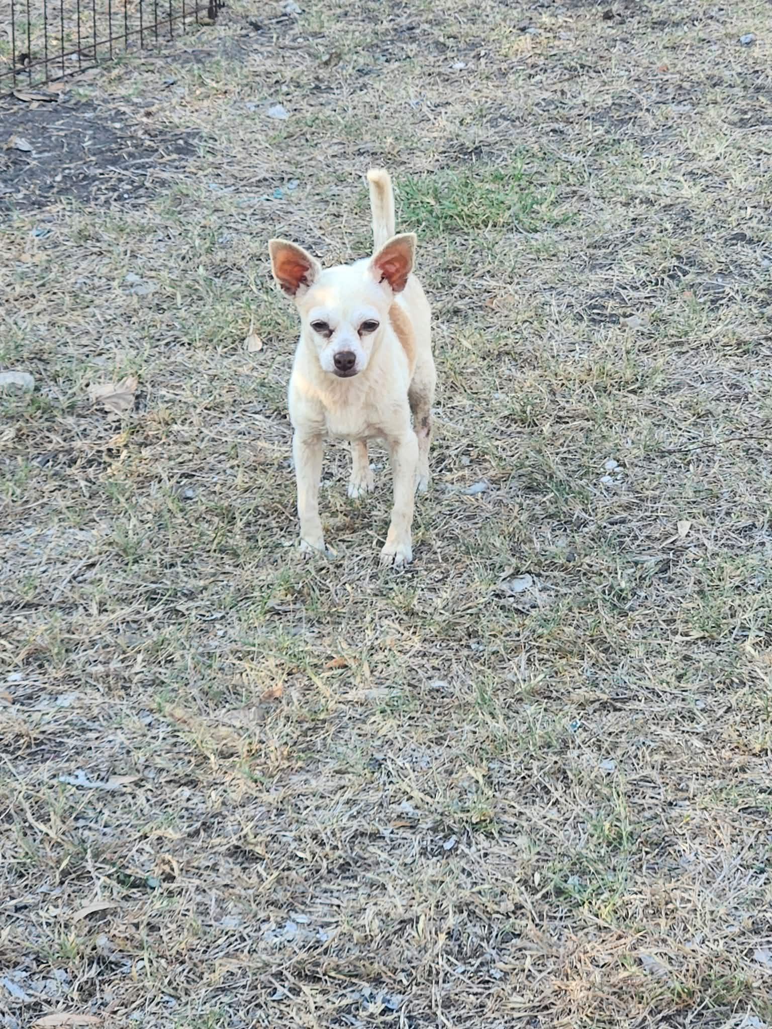 Enlarge Xavi, a Adoptable Chihuahua in Austin, TX image 4/5