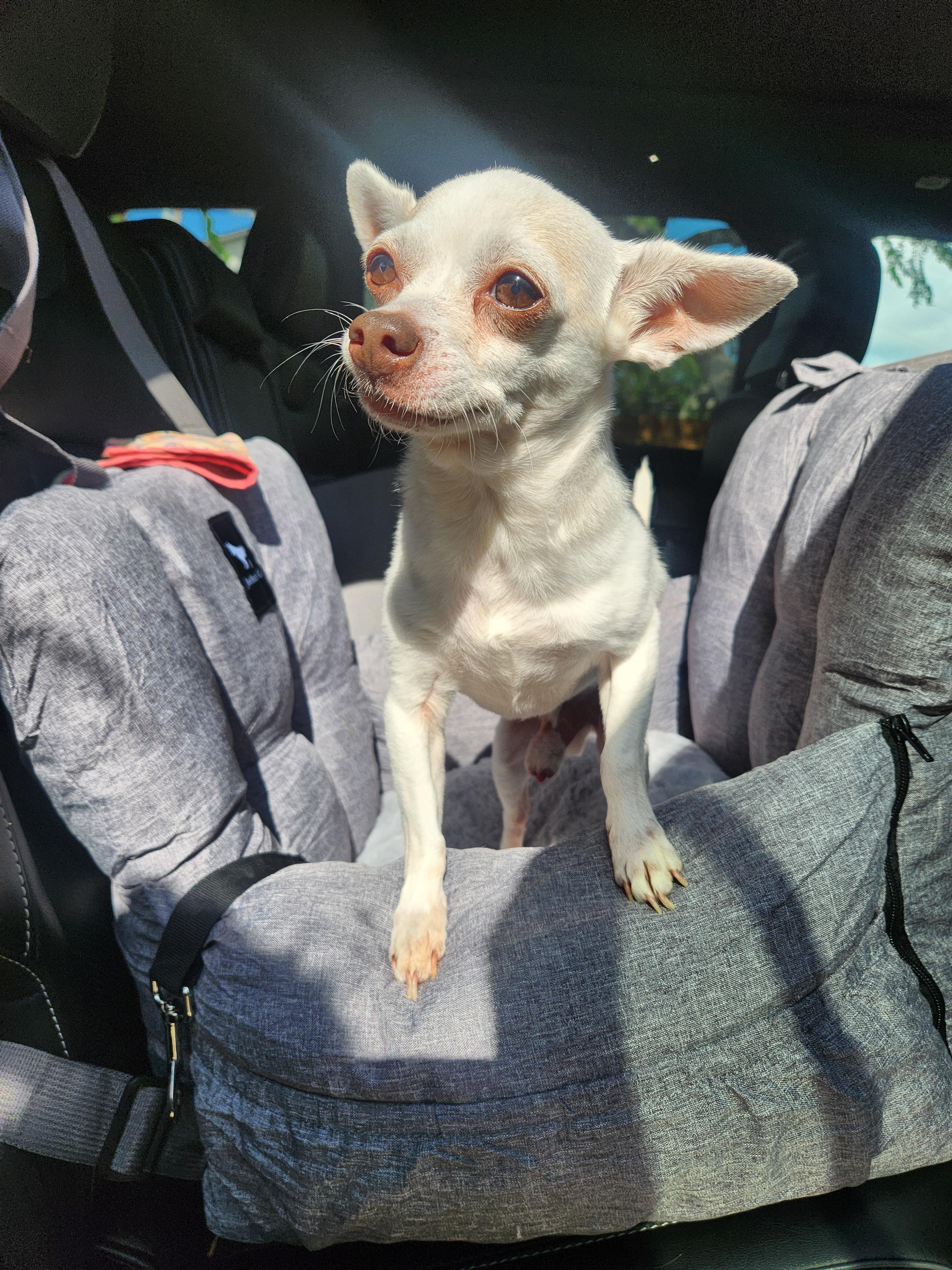 Enlarge Xavi, a Adoptable Chihuahua in Austin, TX image 4/6
