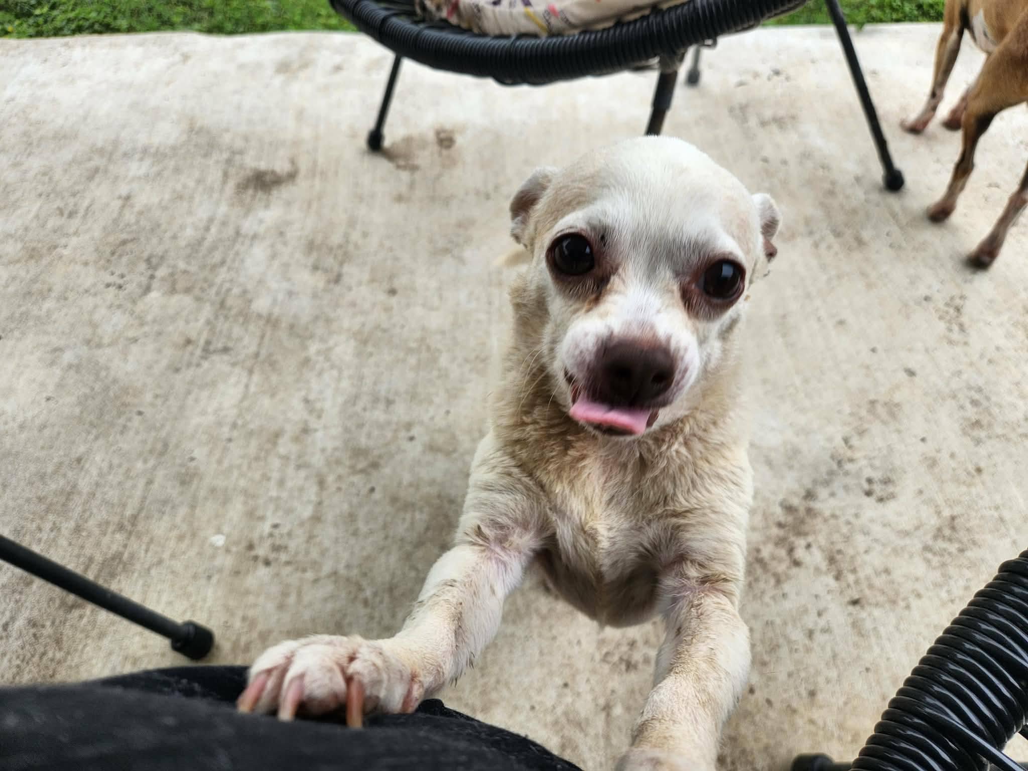 Enlarge Xavi, a Adoptable Chihuahua in Austin, TX image 5/6