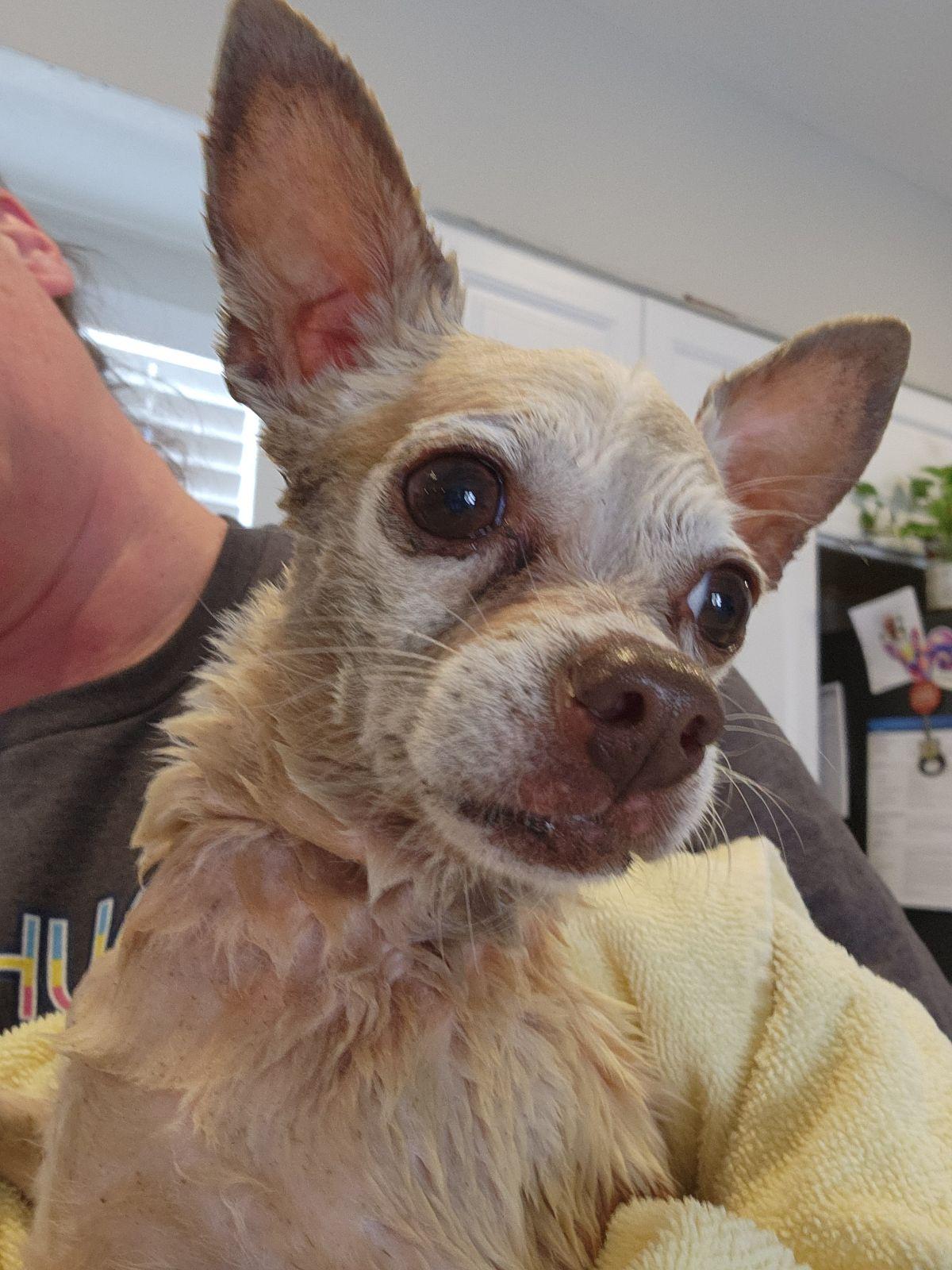 Enlarge Xavi, a Adoptable Chihuahua in Austin, TX image 5/5