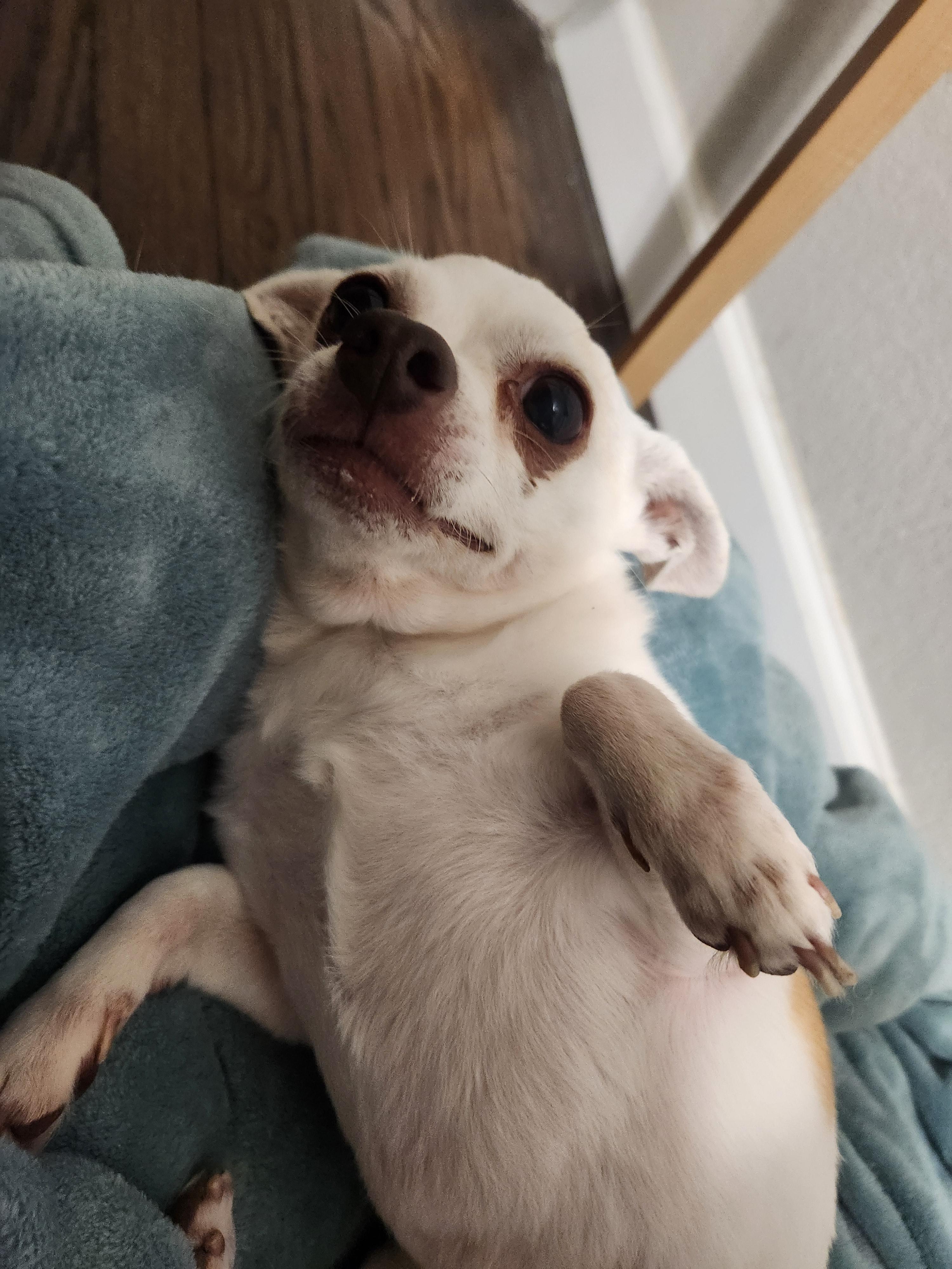 Enlarge Xavi, a Adoptable Chihuahua in Austin, TX image 6/6