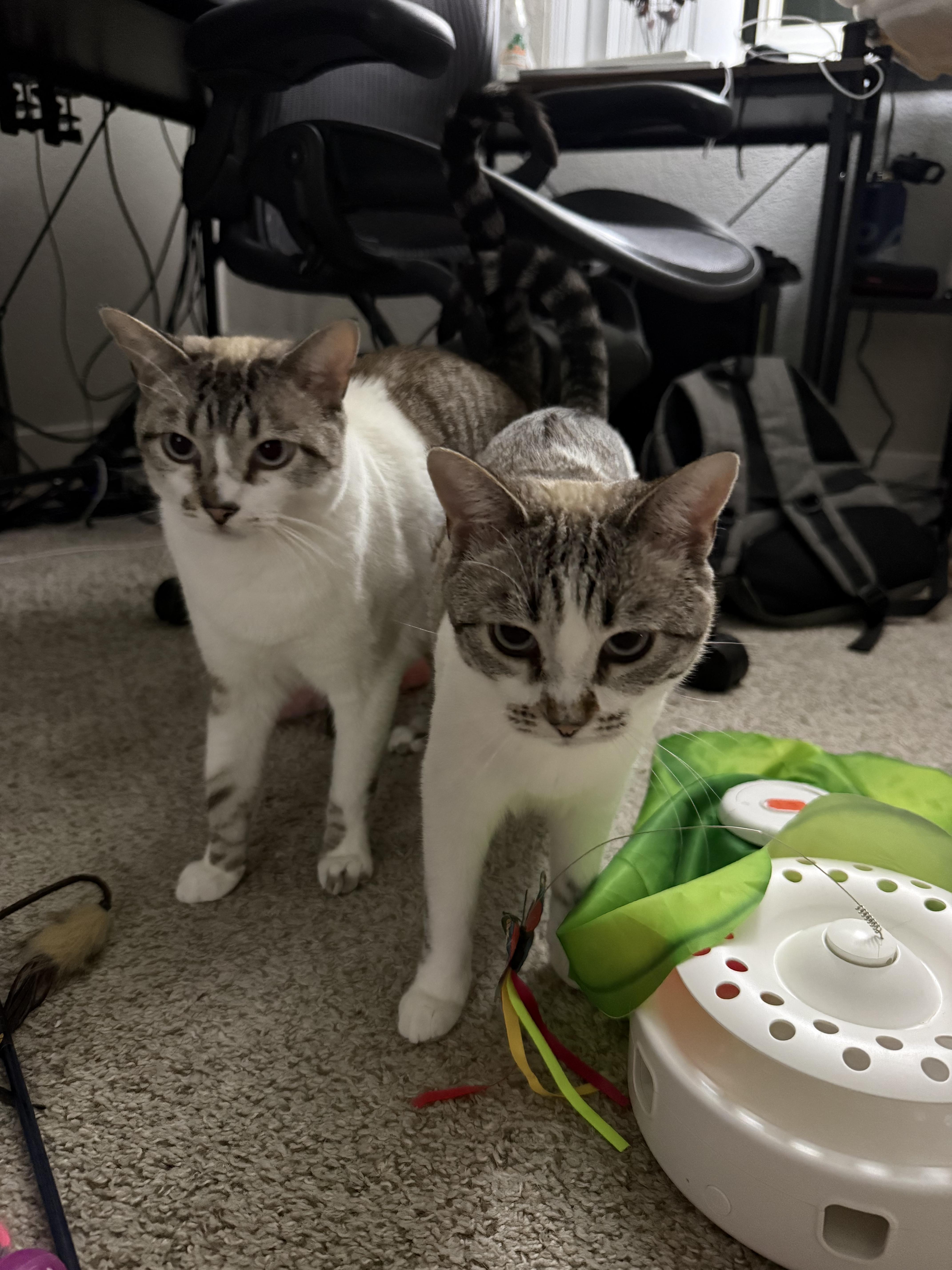 Felix and Luna (bonded), Adoptable, Young Male Siamese & Snowshoe.