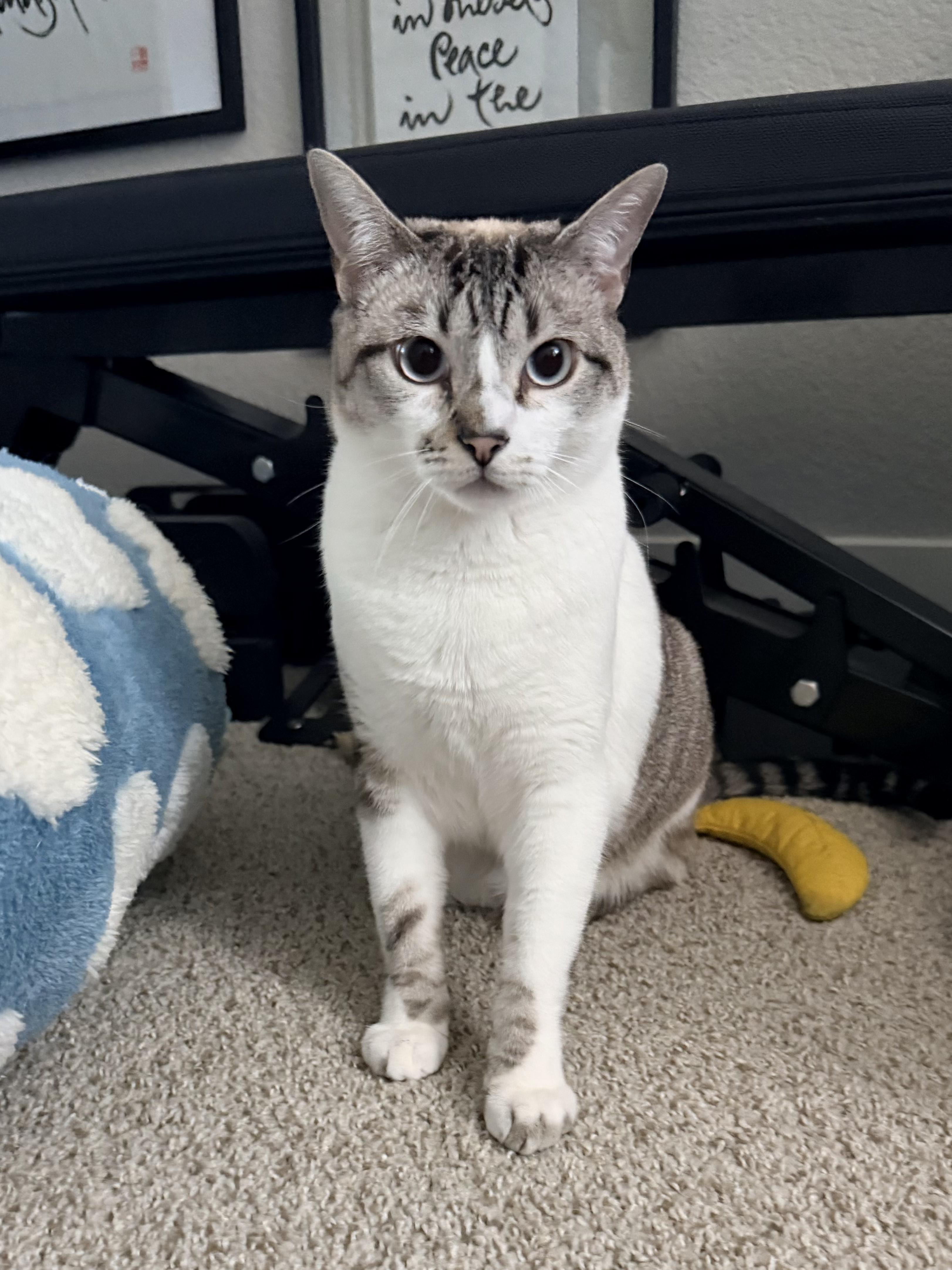 Enlarge Felix and Luna (bonded), a Adoptable mixed breed in San Jose, CA image 2/5