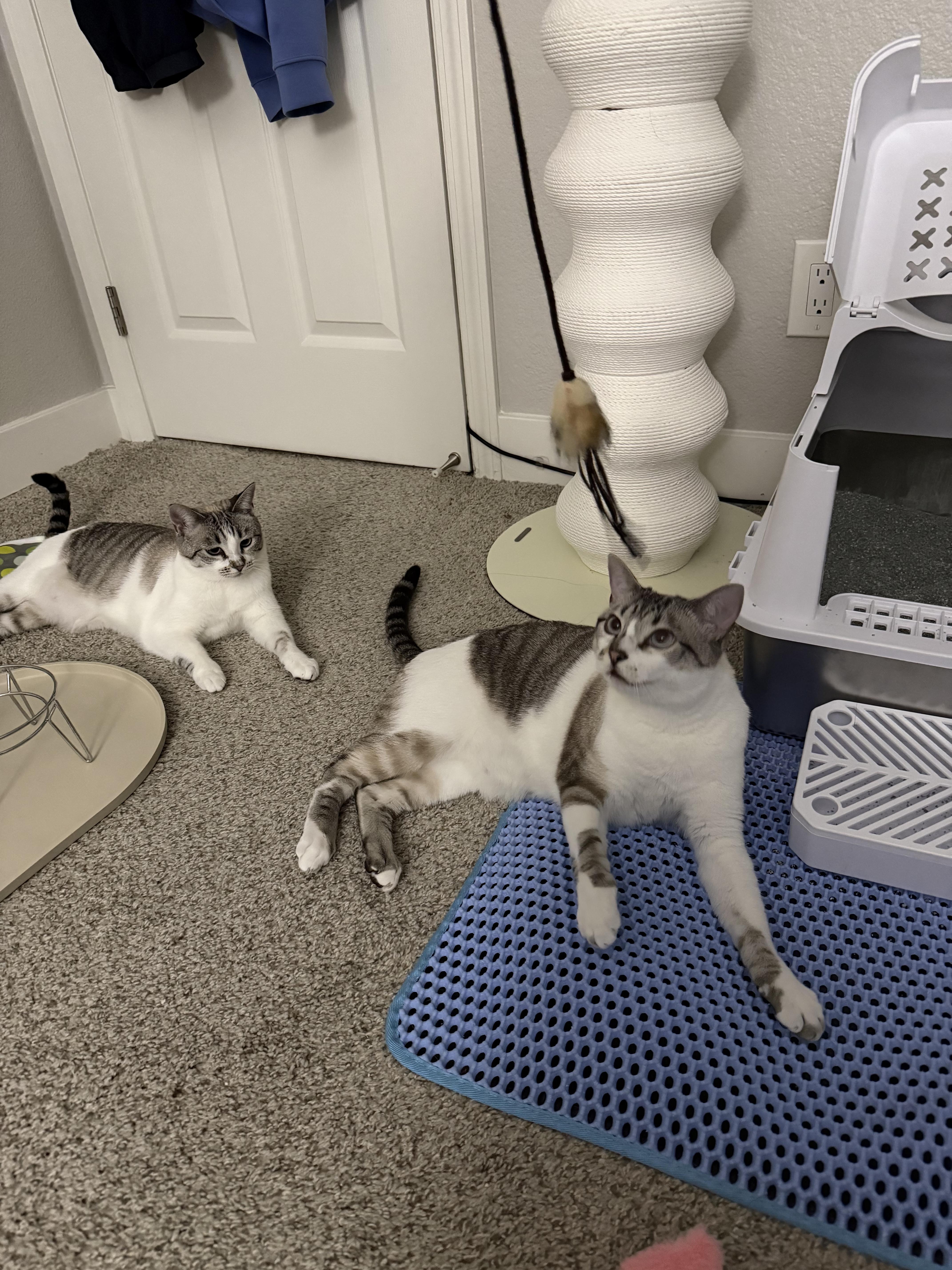 Enlarge Felix and Luna (bonded), a Adoptable mixed breed in San Jose, CA image 4/5