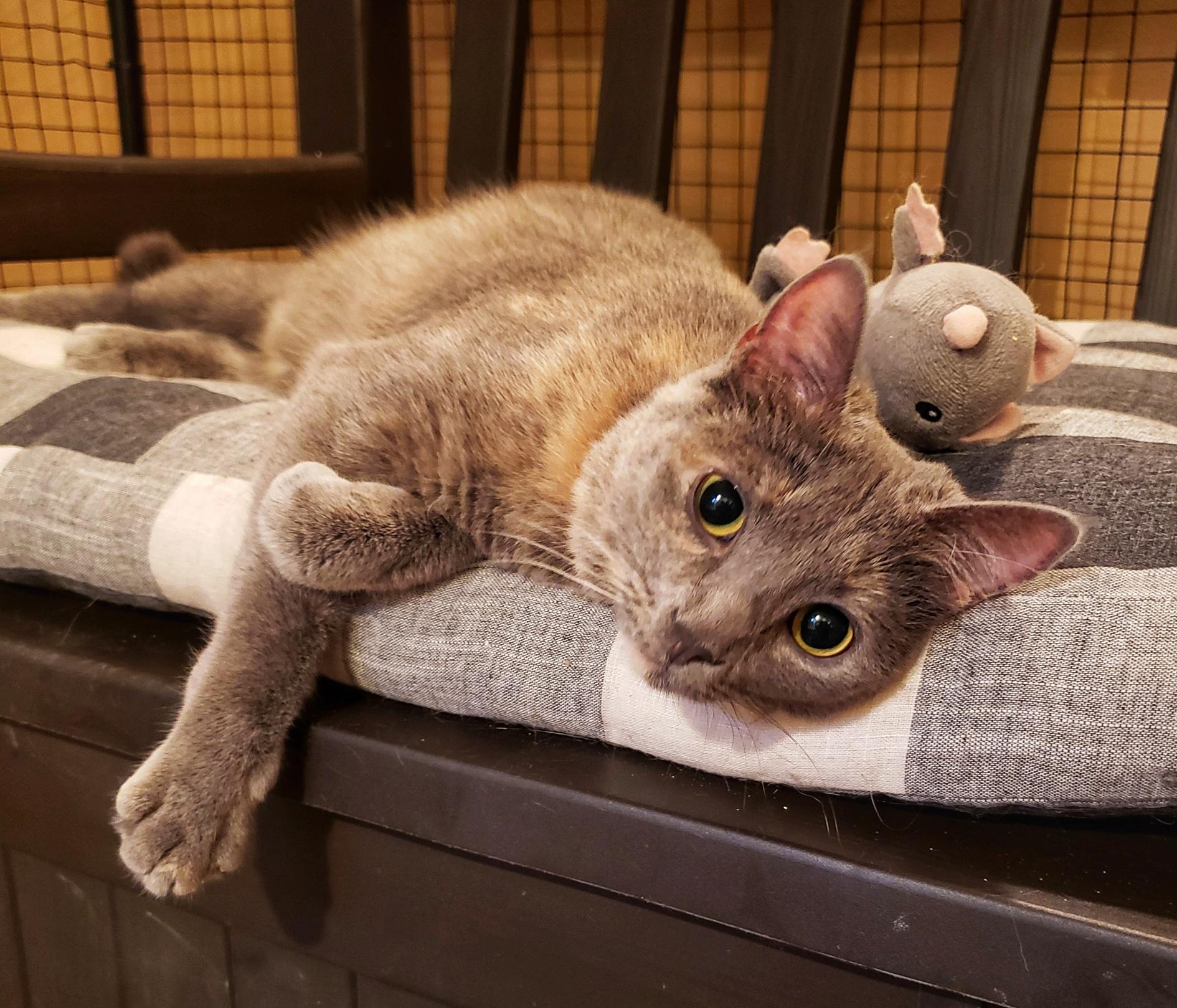 Jinglebell, an adoptable Domestic Short Hair in Fairfax, VA image 1/2