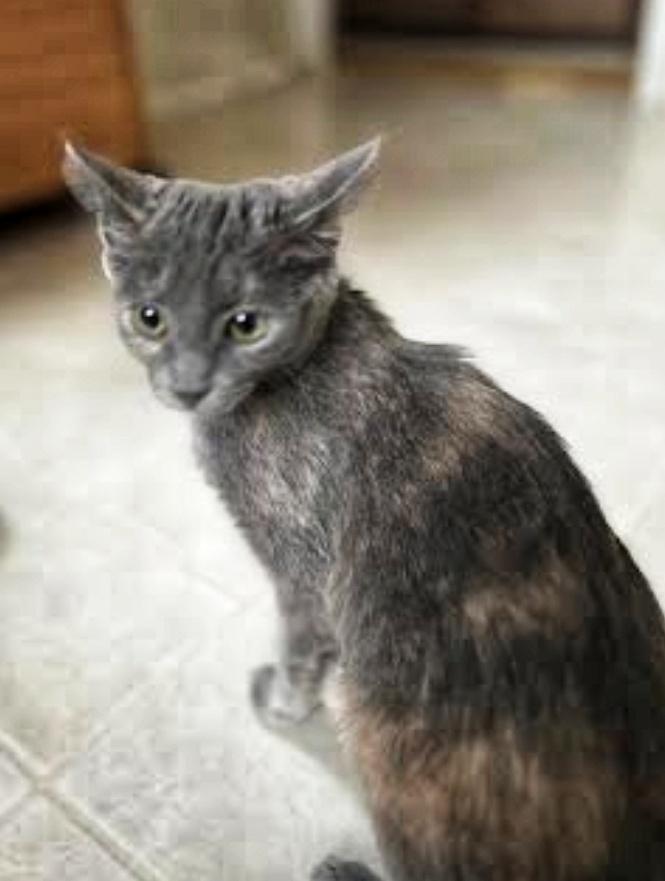 Jinglebell, an adoptable Domestic Short Hair in Fairfax, VA image 2/2