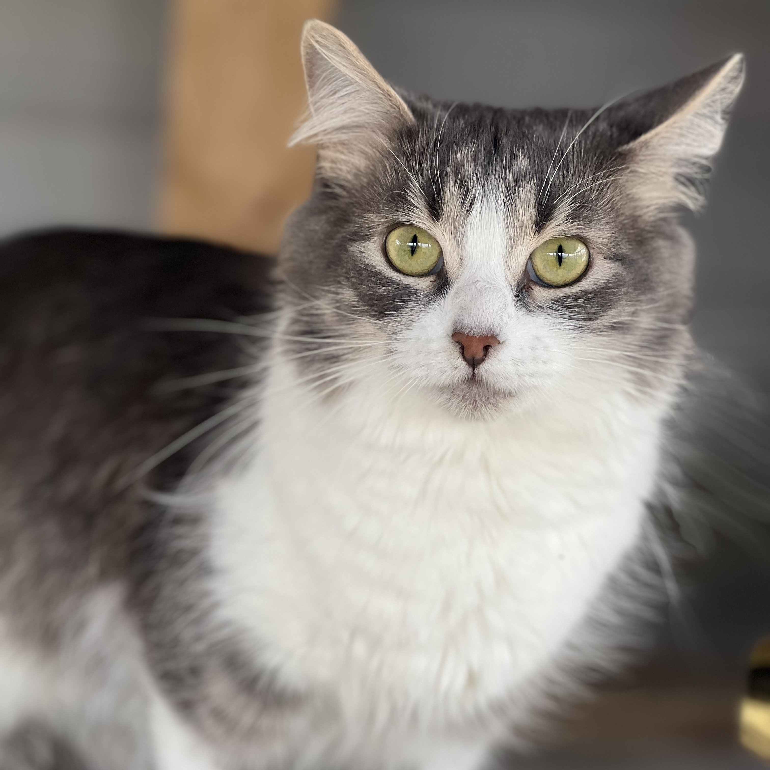 Enlarge Anna & Elsa, a Adopted Domestic Medium Hair in Arnprior, ON image 3/4