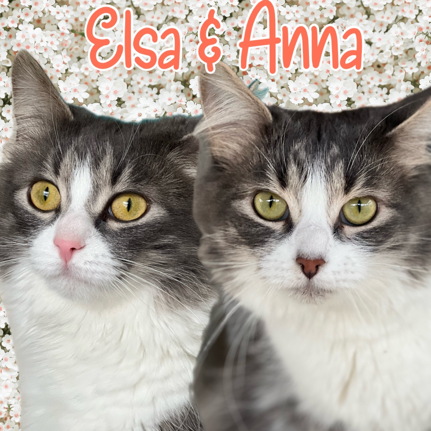 Enlarge Anna & Elsa, a Adopted Domestic Medium Hair in Arnprior, ON image 1/4