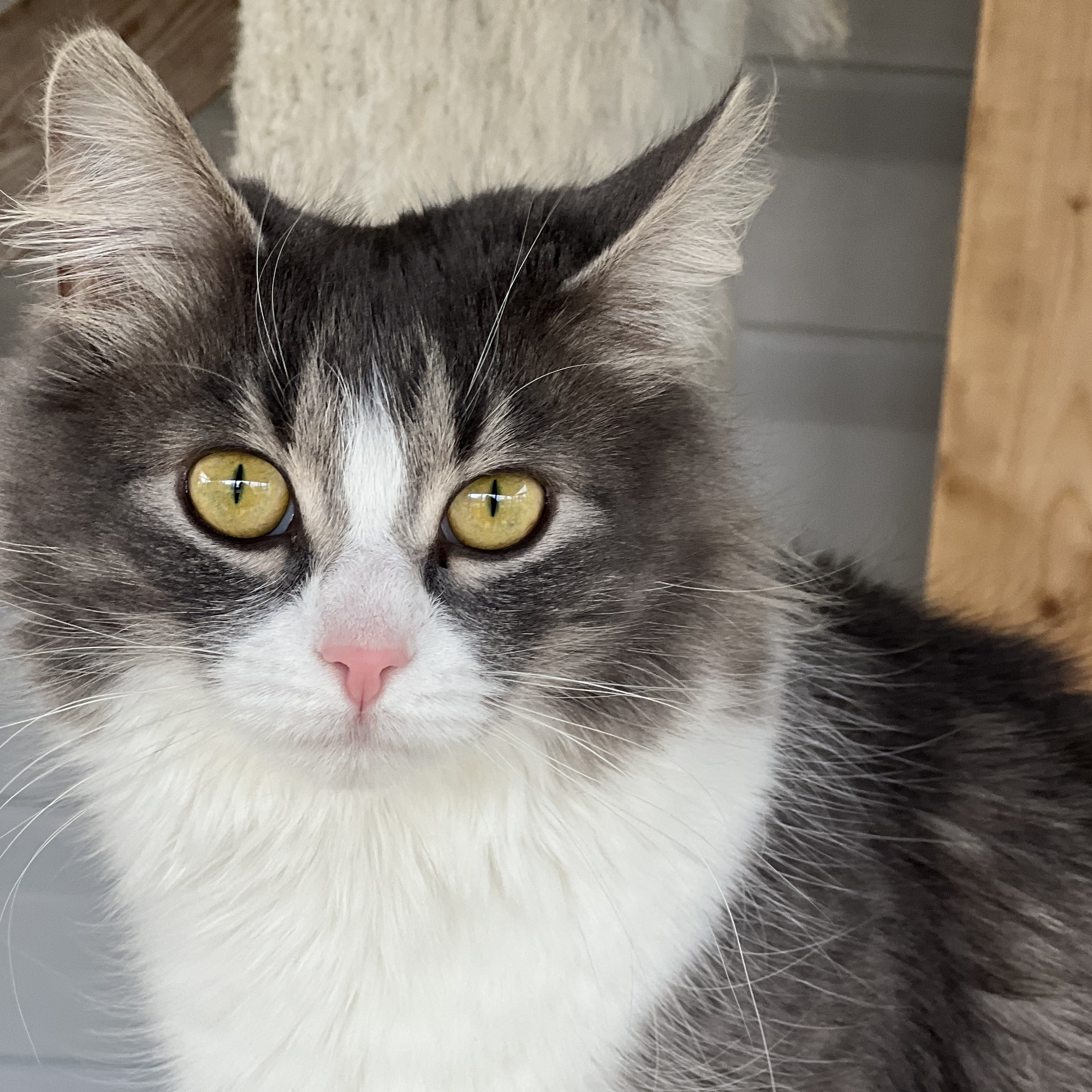 Enlarge Anna & Elsa, a Adopted Domestic Medium Hair in Arnprior, ON image 4/4