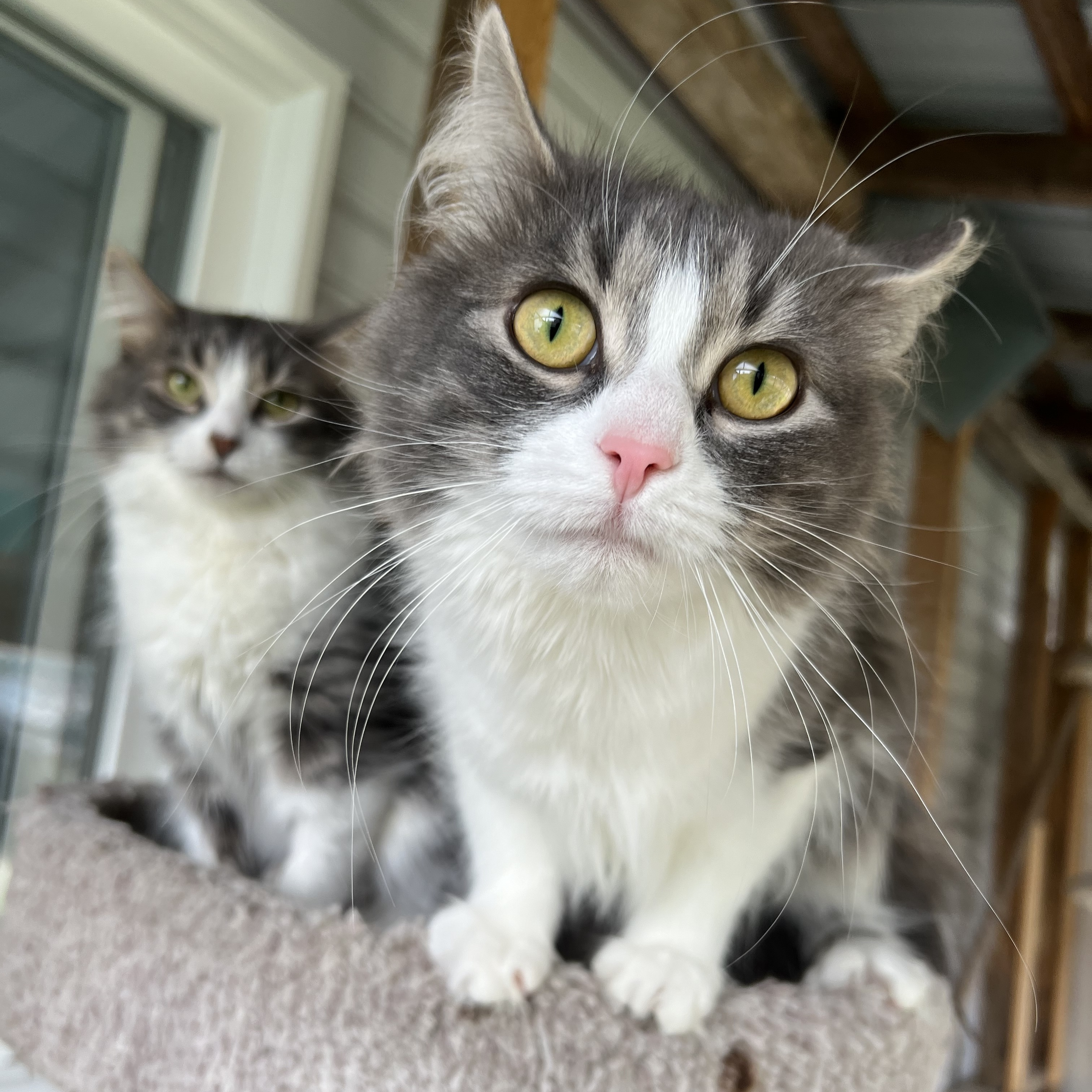 Enlarge Anna & Elsa, a Adopted Domestic Medium Hair in Arnprior, ON image 2/4