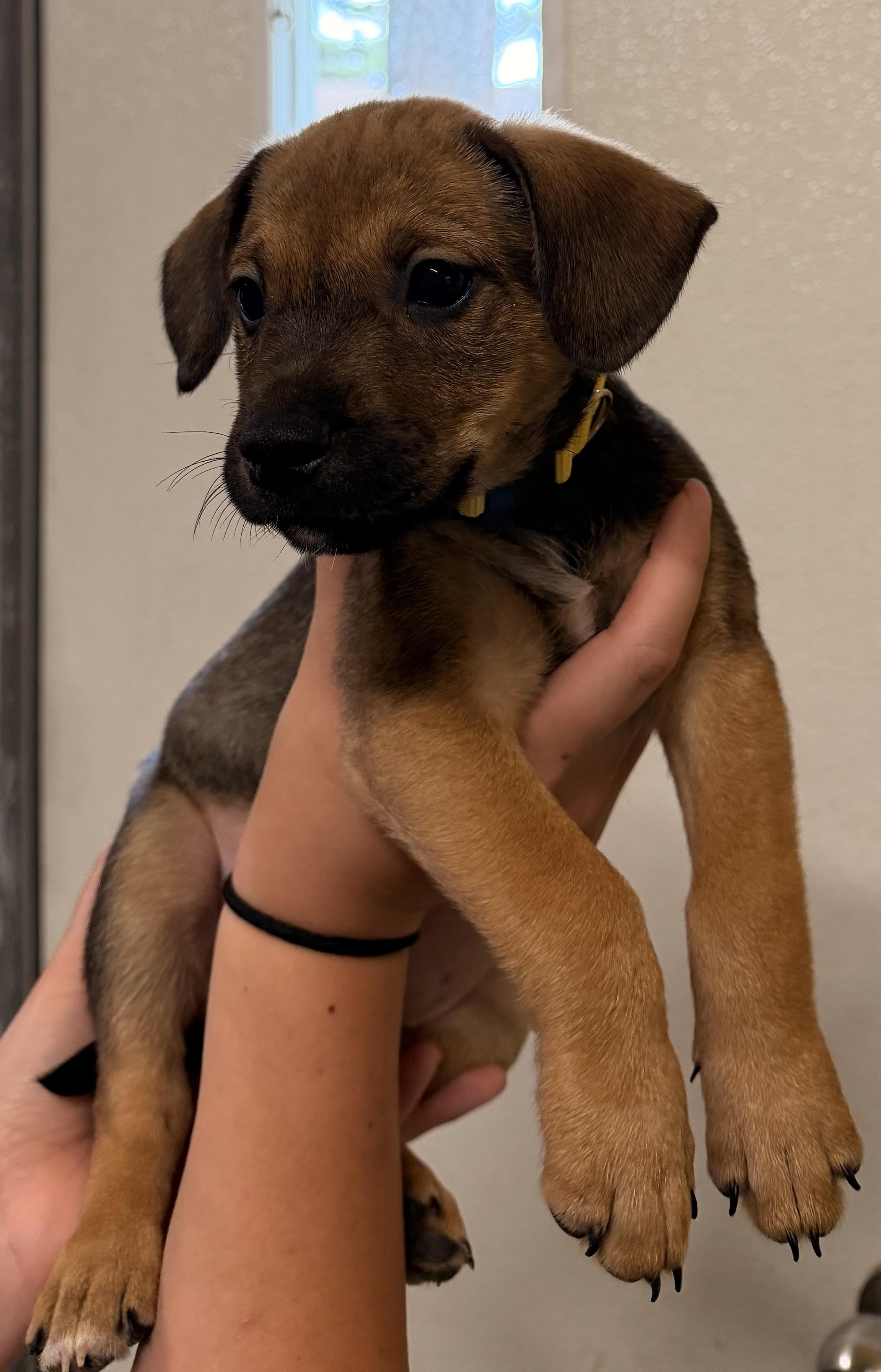 Willow, an adopted Mixed Breed in Ruston, LA image 1/3