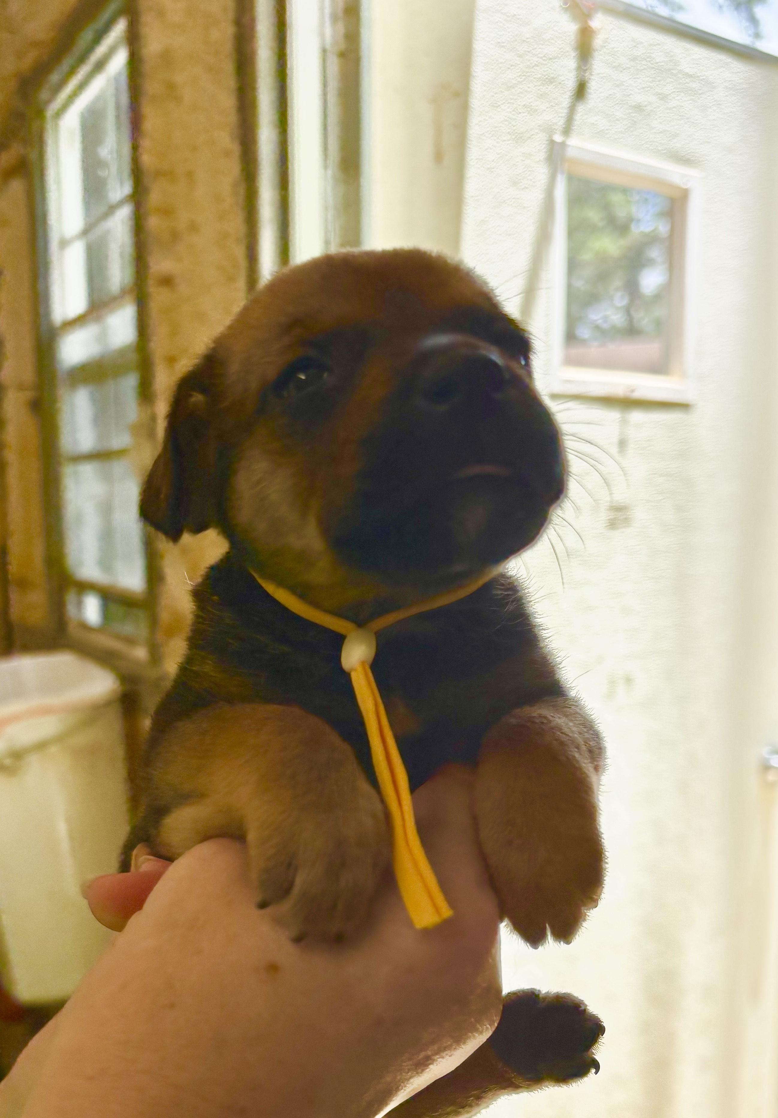Willow, an adopted Mixed Breed in Ruston, LA image 3/3