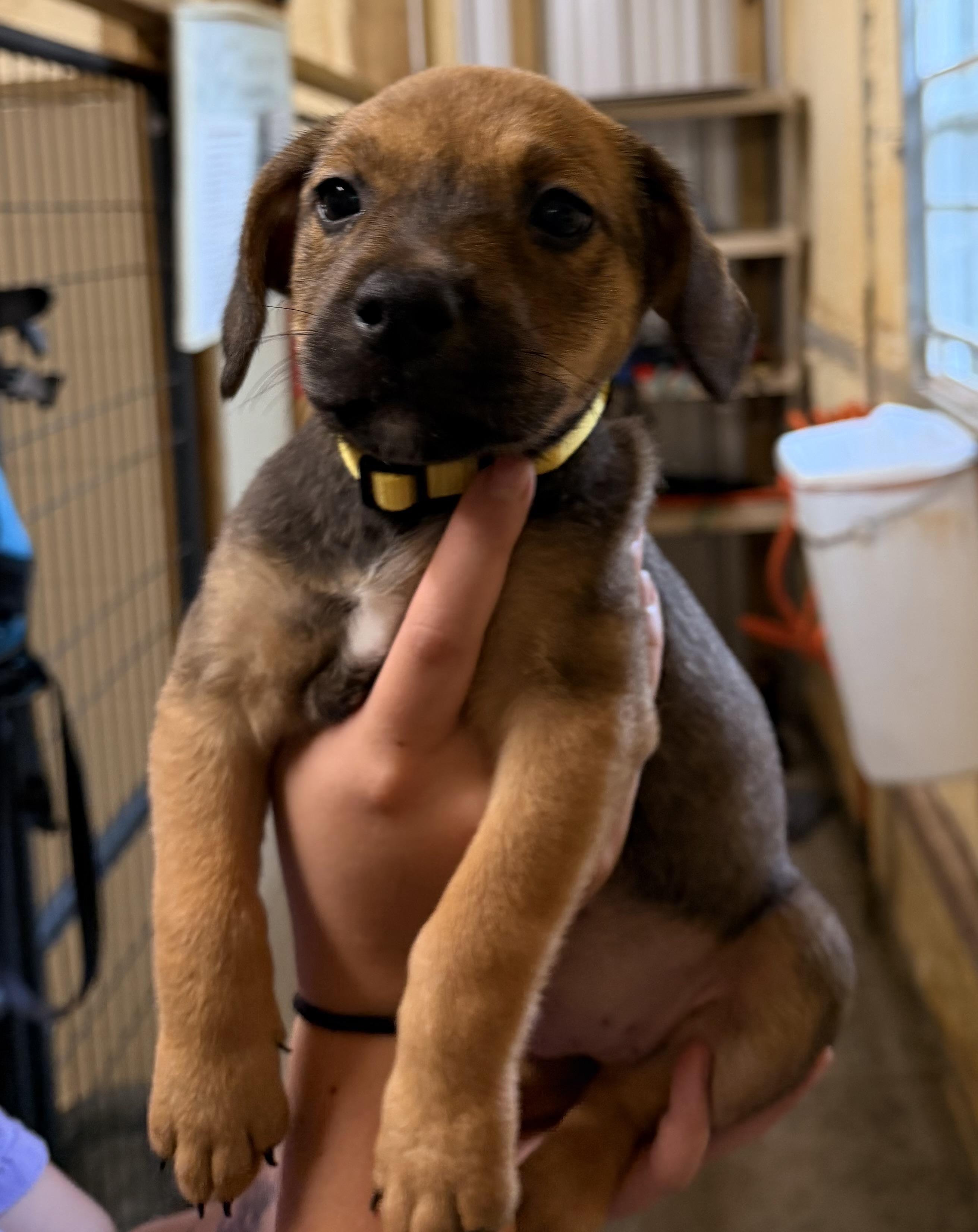 Willow, an adopted Mixed Breed in Ruston, LA image 2/3