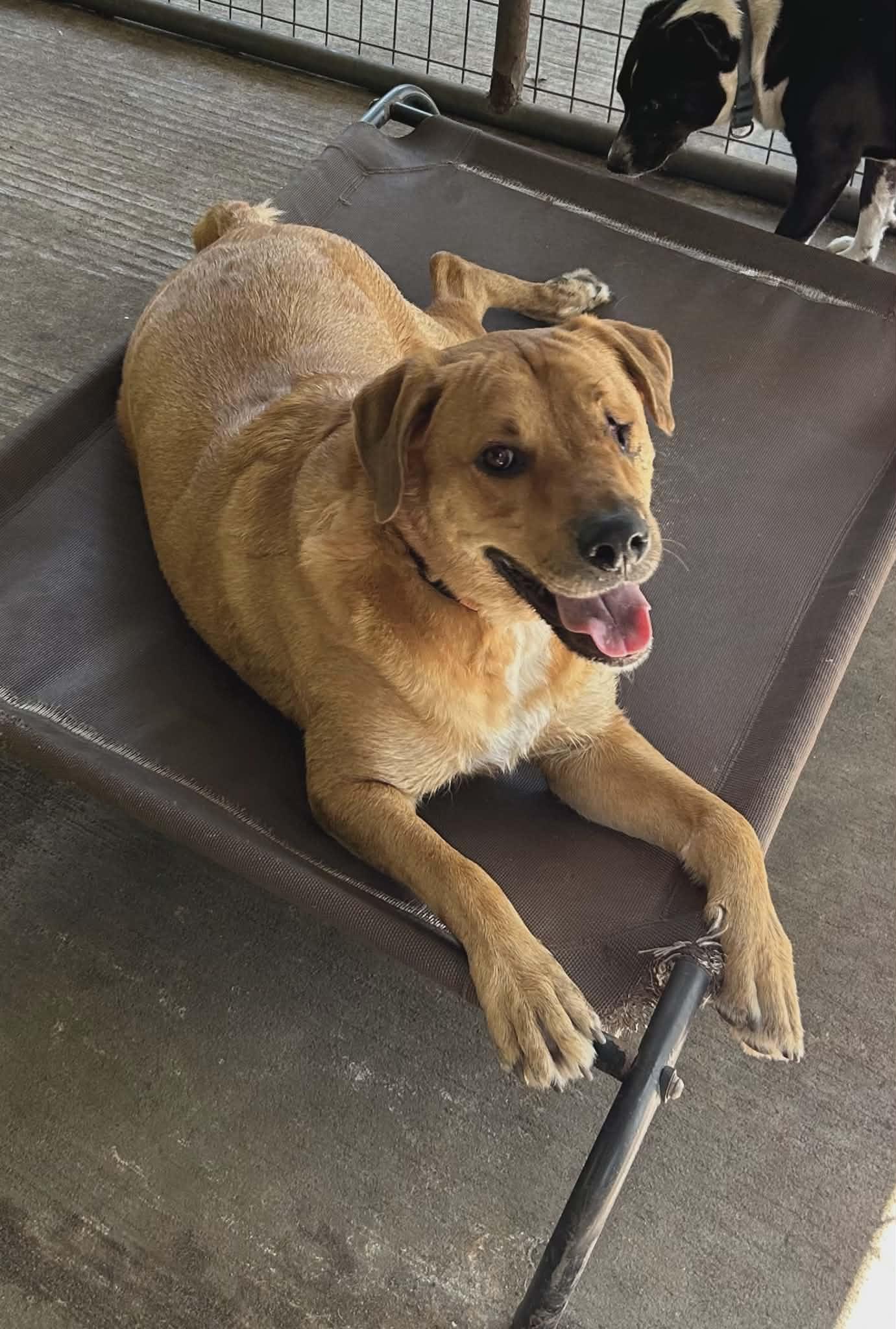 Enlarge Winky, a Adoptable Golden Retriever in Conway, SC image 3/6