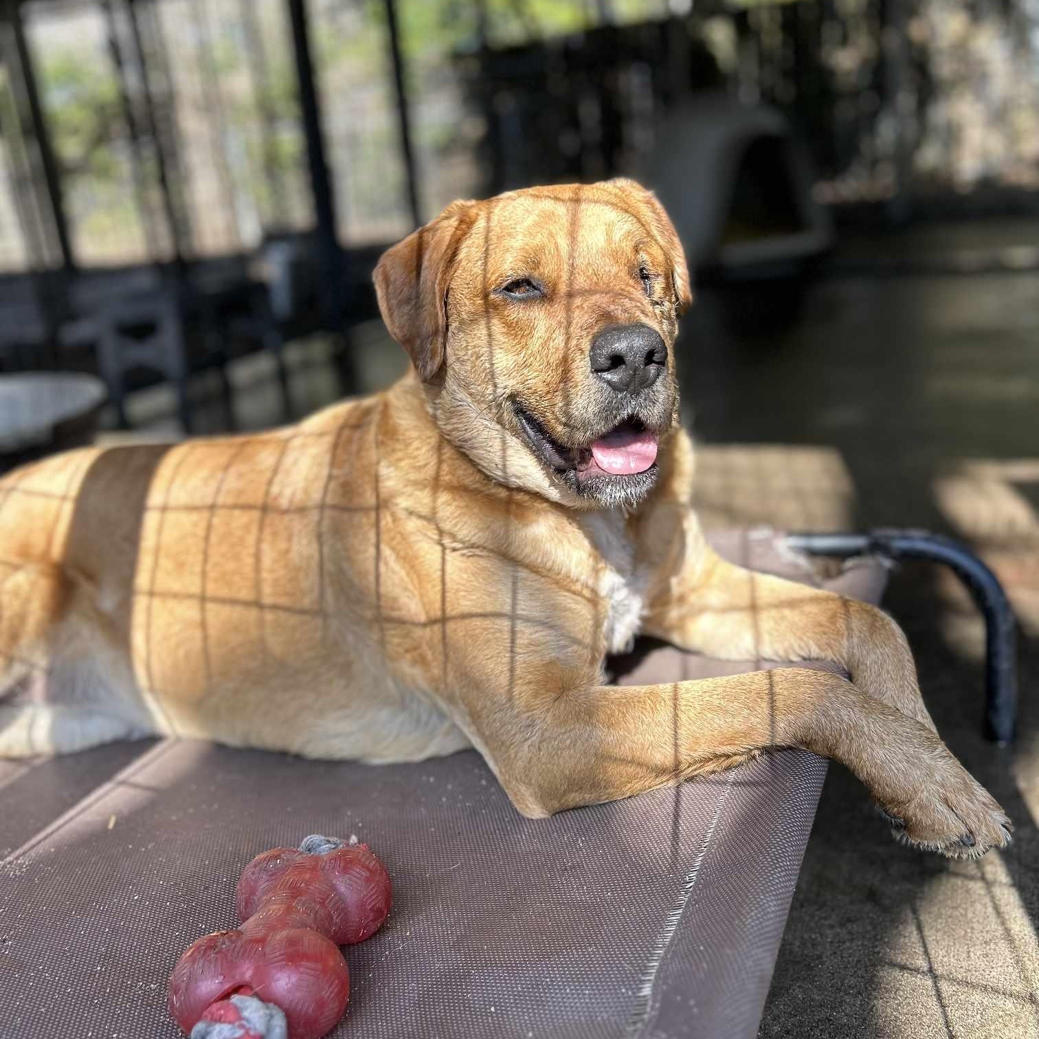 Winky, a Adoptable Golden Retriever in Conway, SC image 2/5