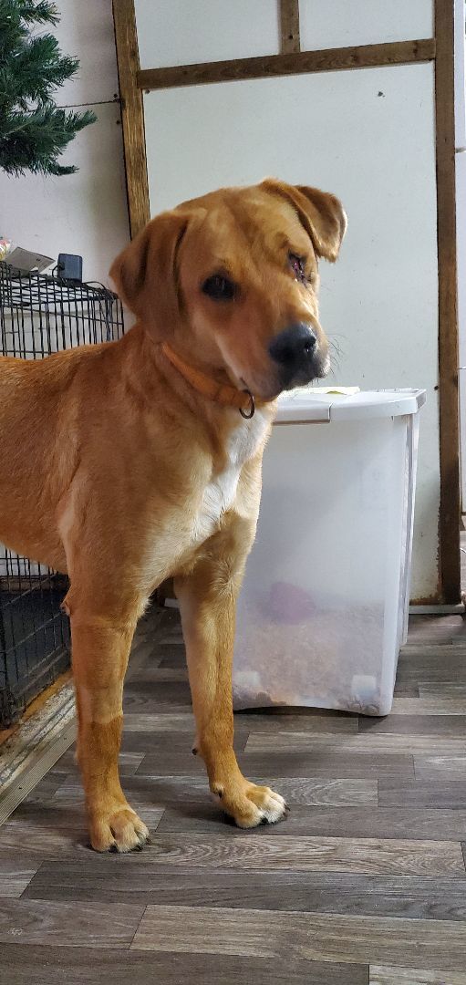 Winky, a Adoptable Golden Retriever in Conway, SC image 4/5