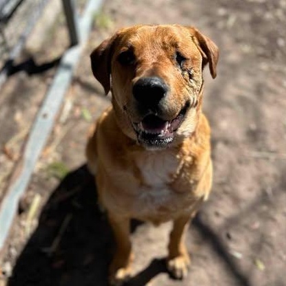 Winky, a Adoptable Golden Retriever in Conway, SC image 1/5