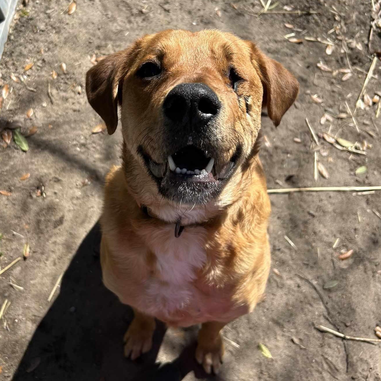 Winky, a Adoptable Golden Retriever in Conway, SC image 3/5