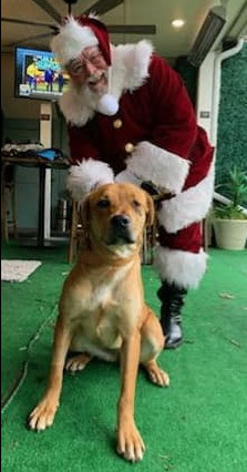 Winky, a Adoptable Golden Retriever in Conway, SC image 5/5