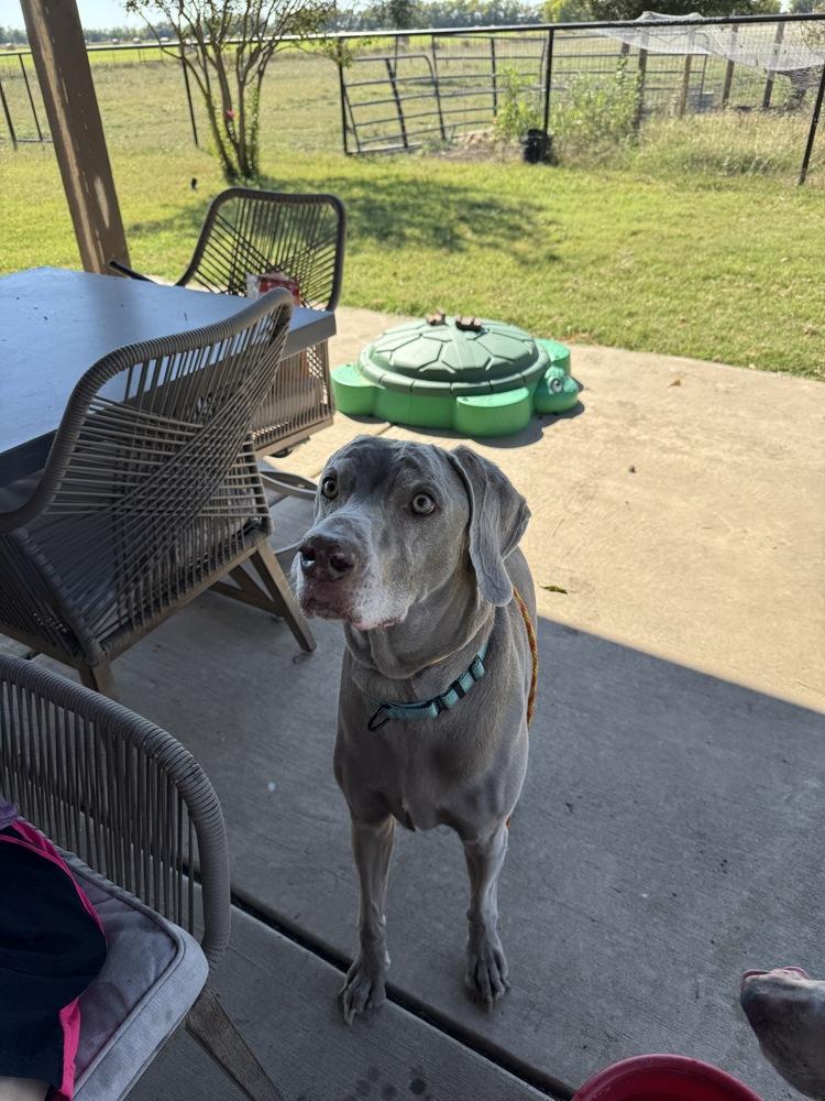 Enlarge Booray, a Adoptable Weimaraner in Dallas, TX image 1/4