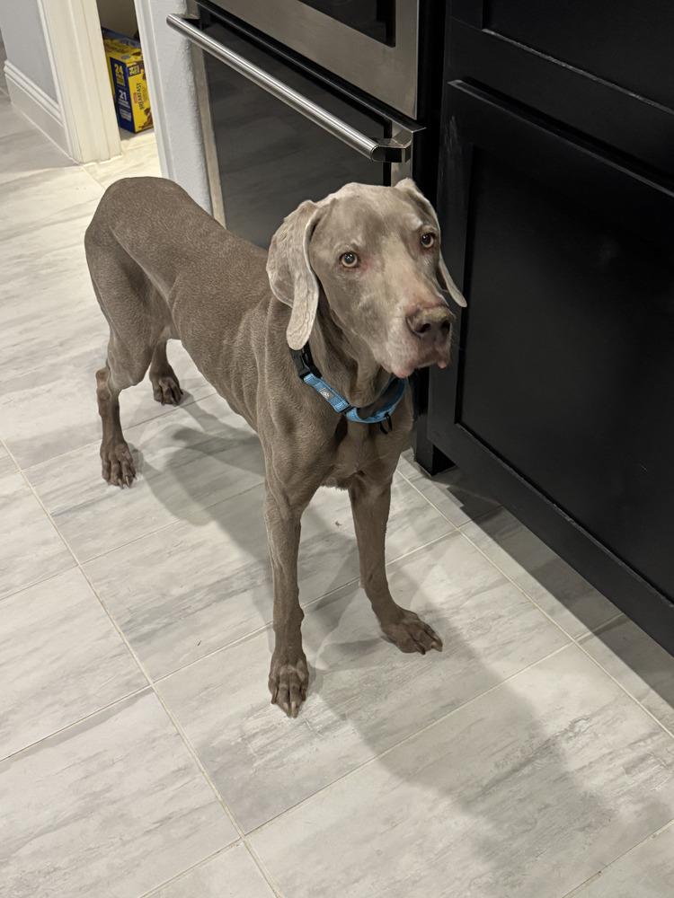Booray, a Adoptable Weimaraner in Dallas, TX image 2/5