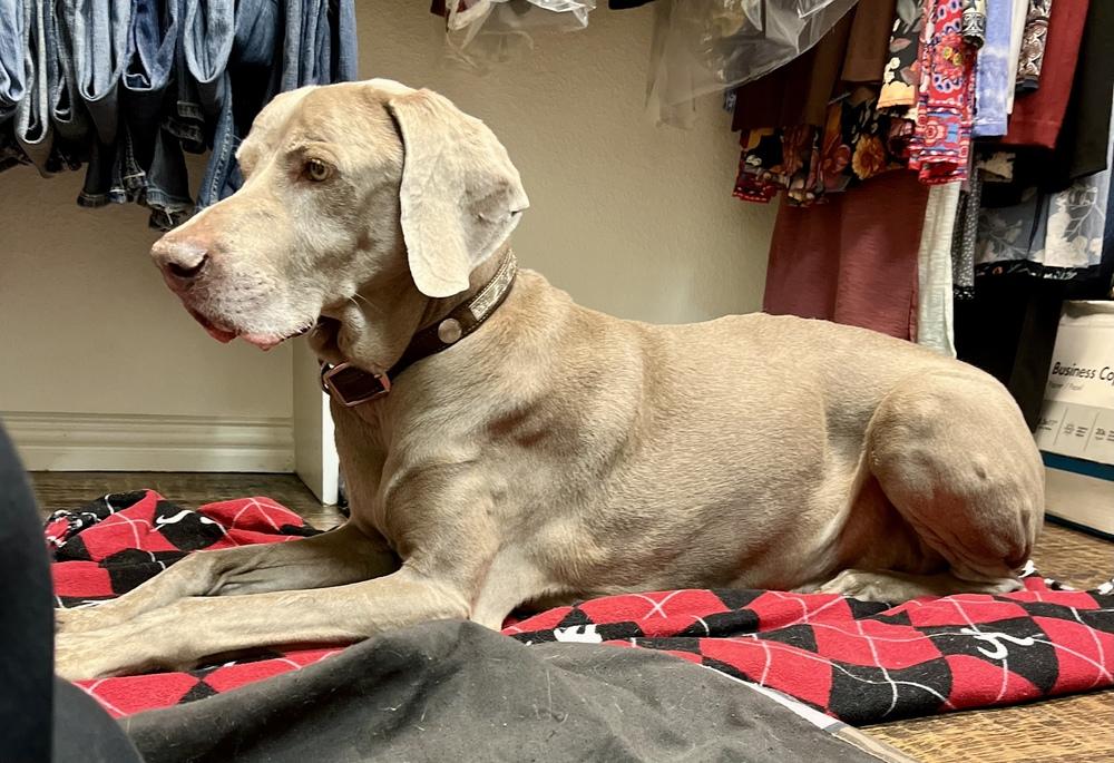 Enlarge Booray, a Adoptable Weimaraner in Dallas, TX image 2/4