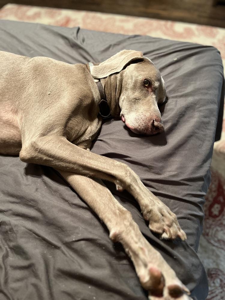 Enlarge Booray, a Adoptable Weimaraner in Dallas, TX image 3/4