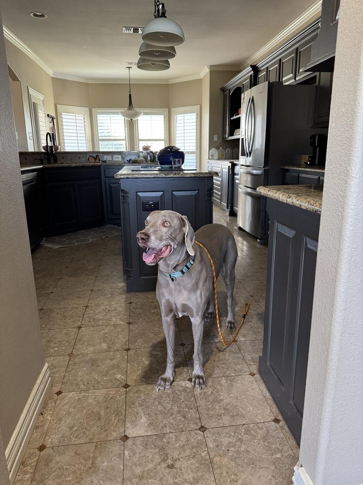 Enlarge Booray, a Adoptable Weimaraner in Dallas, TX image 4/4