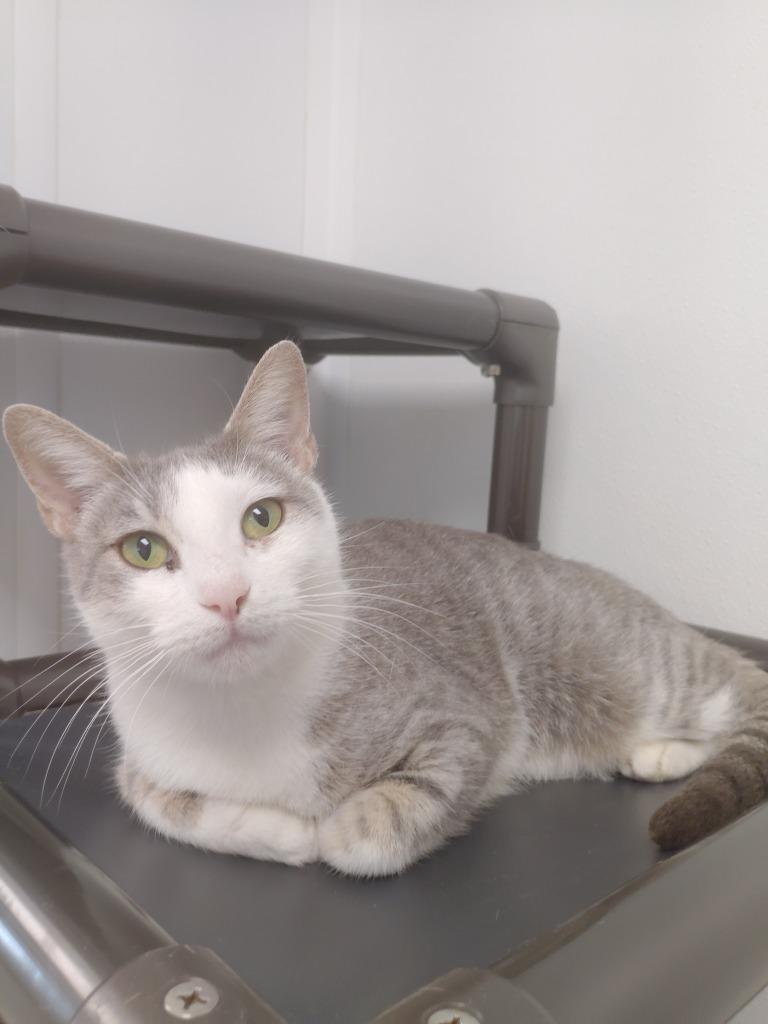 Willow, Adoptable, Young Female Domestic Short Hair.